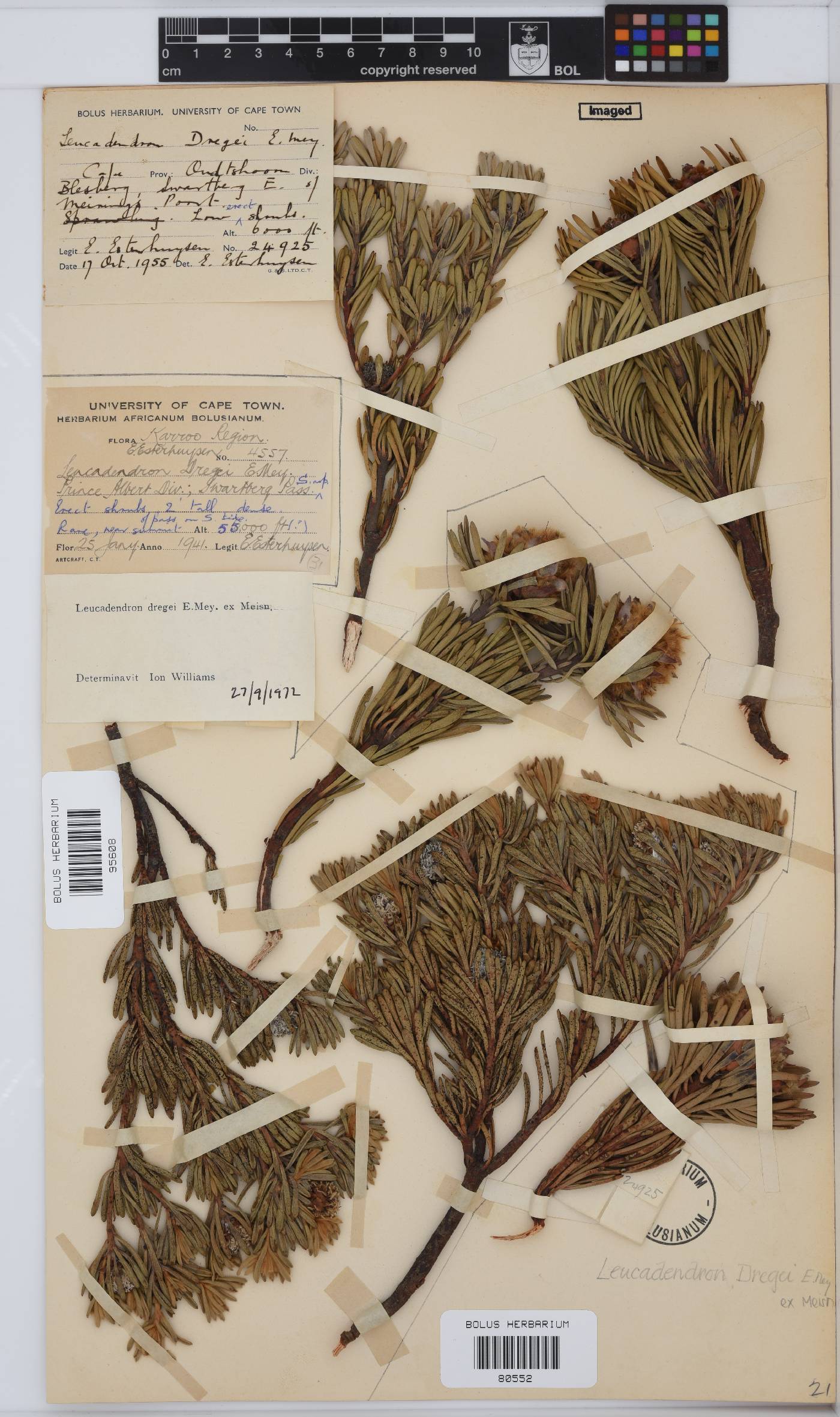 Leucadendron dregei image