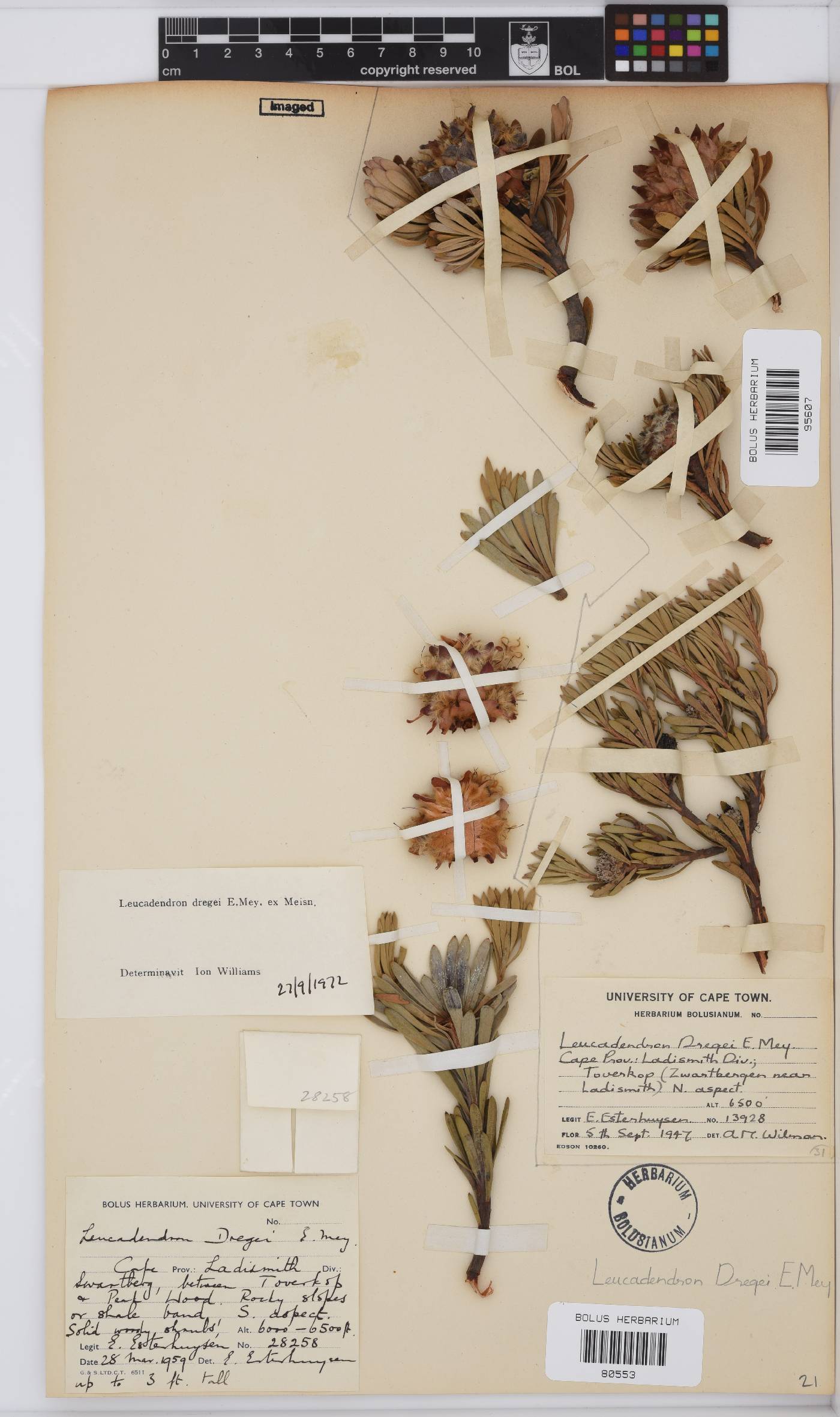 Leucadendron dregei image