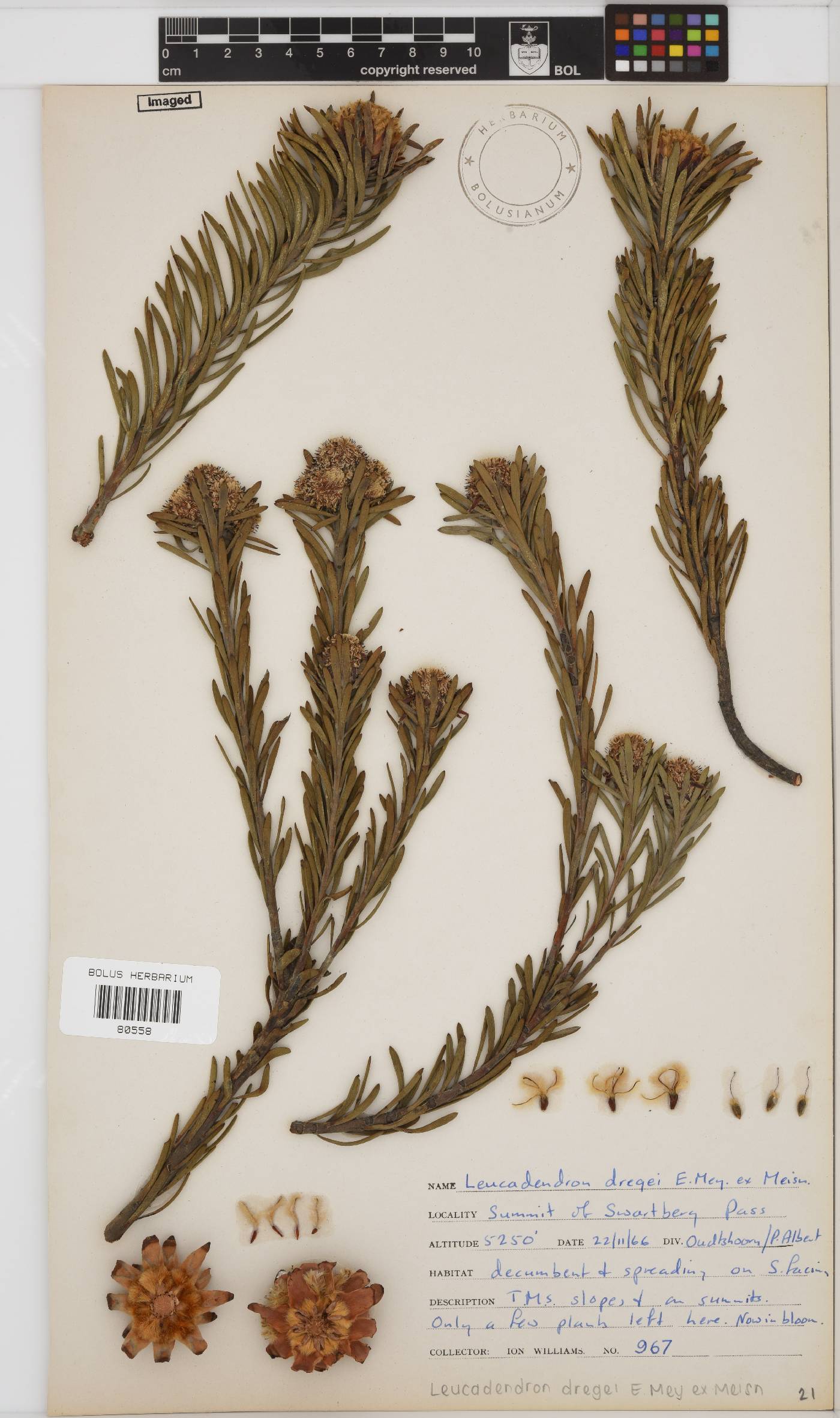 Leucadendron dregei image