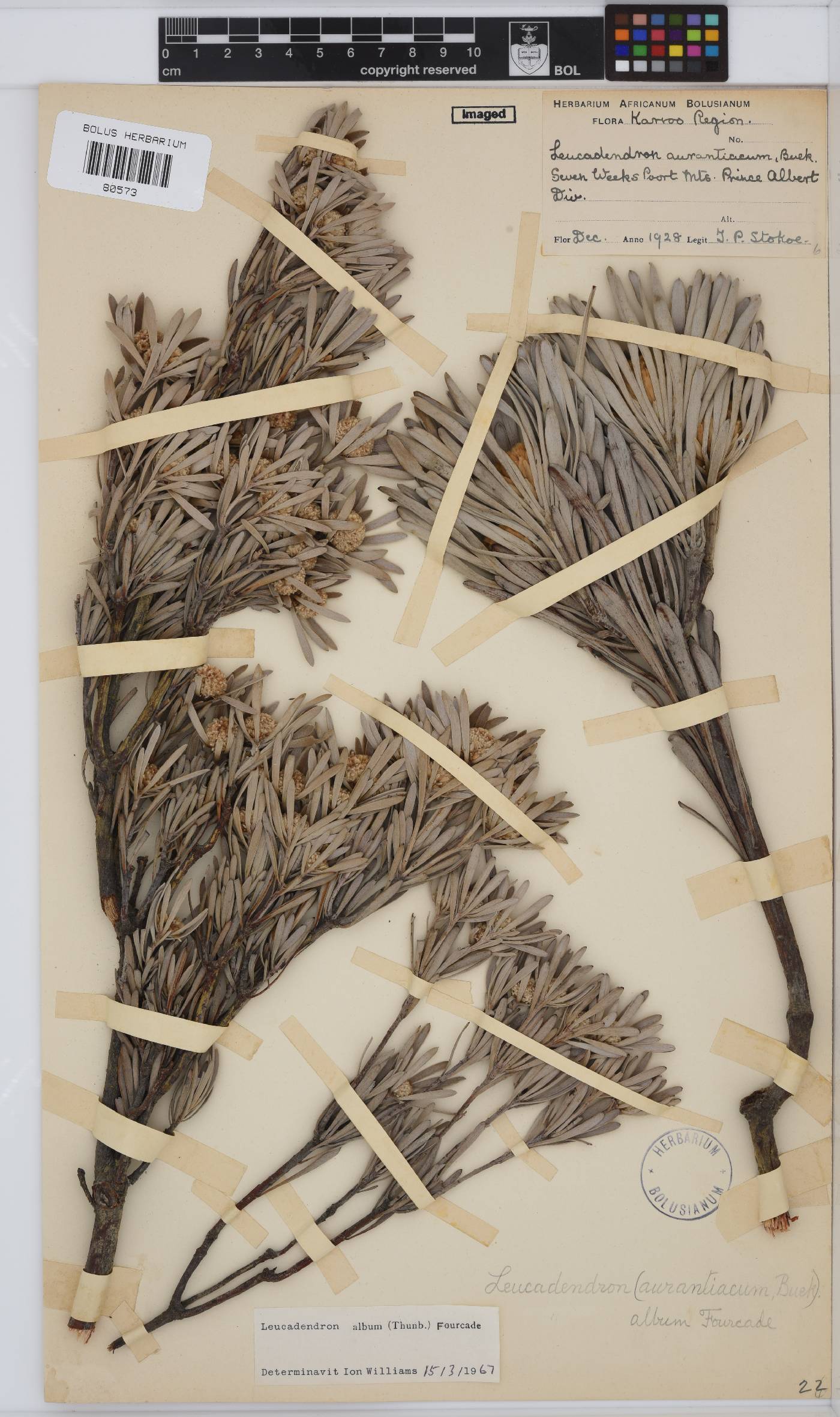 Leucadendron album image