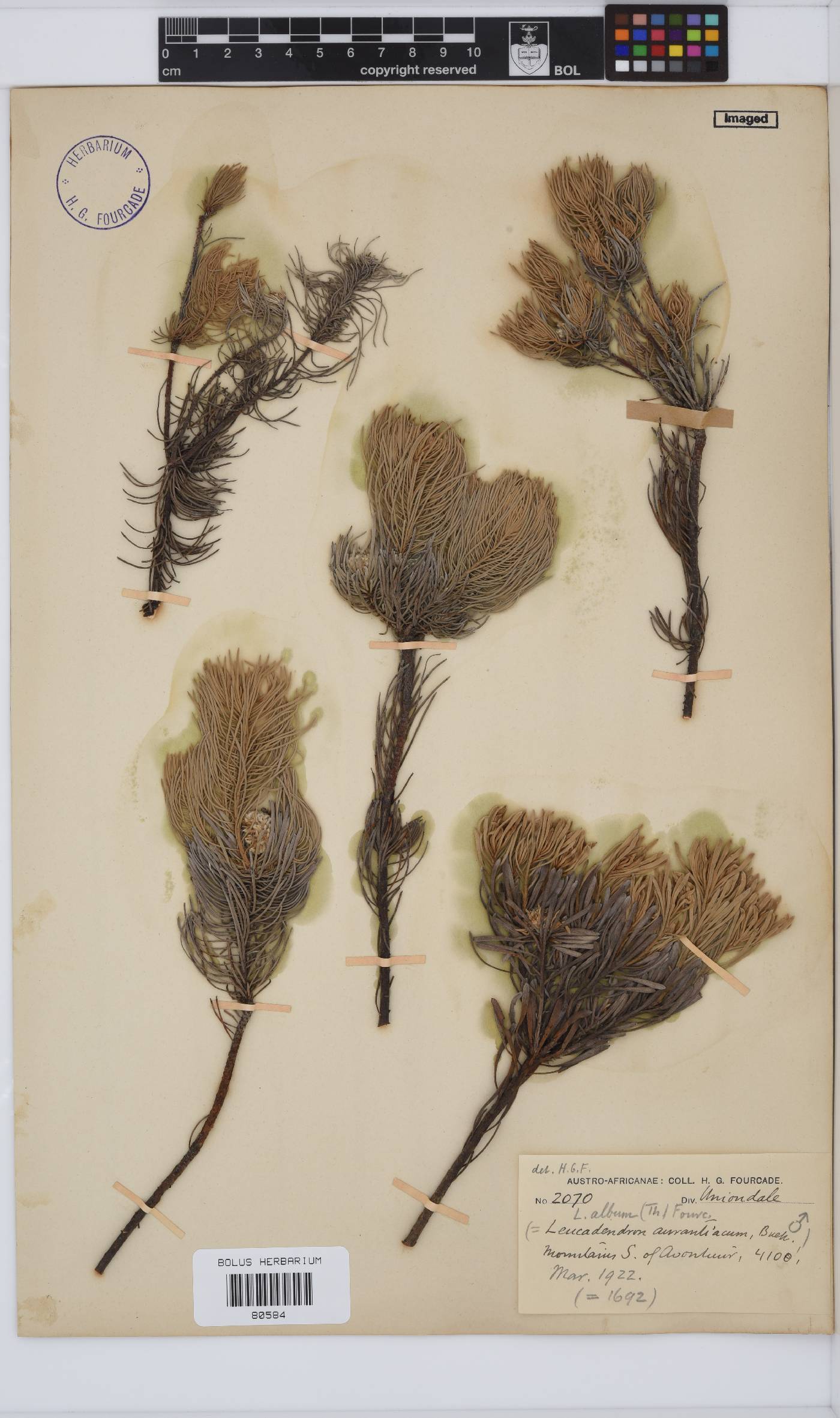 Leucadendron album image