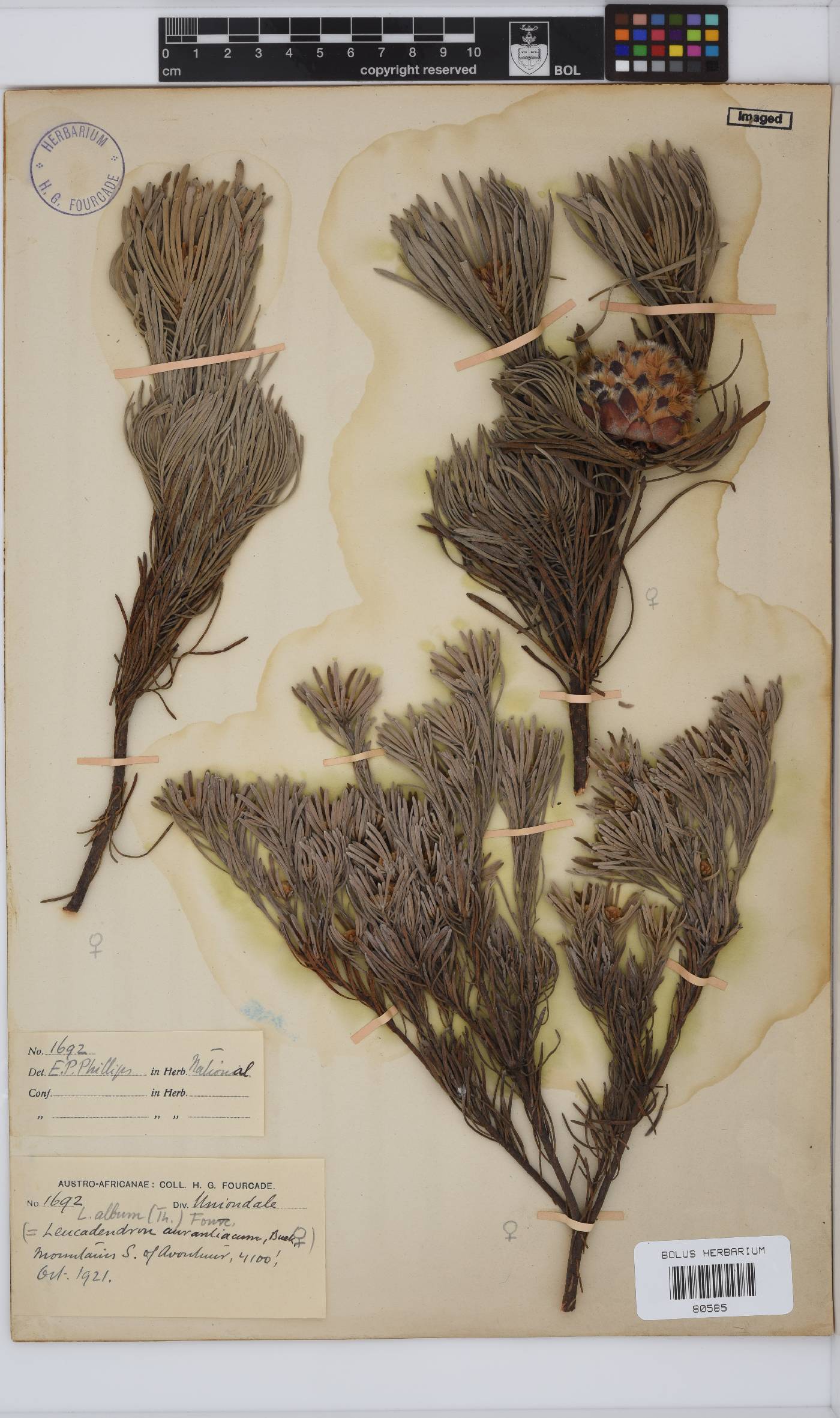 Leucadendron album image