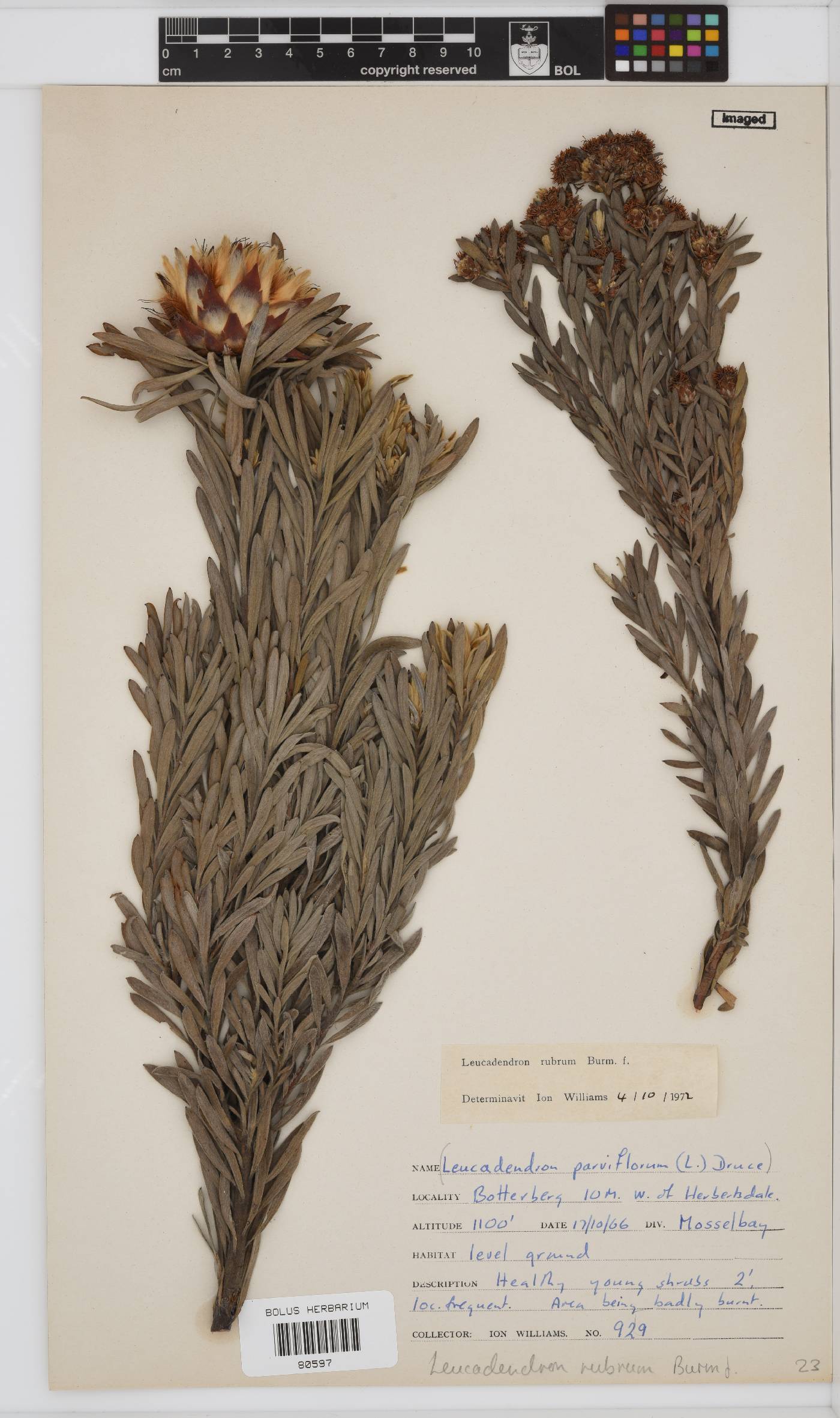Leucadendron rubrum image