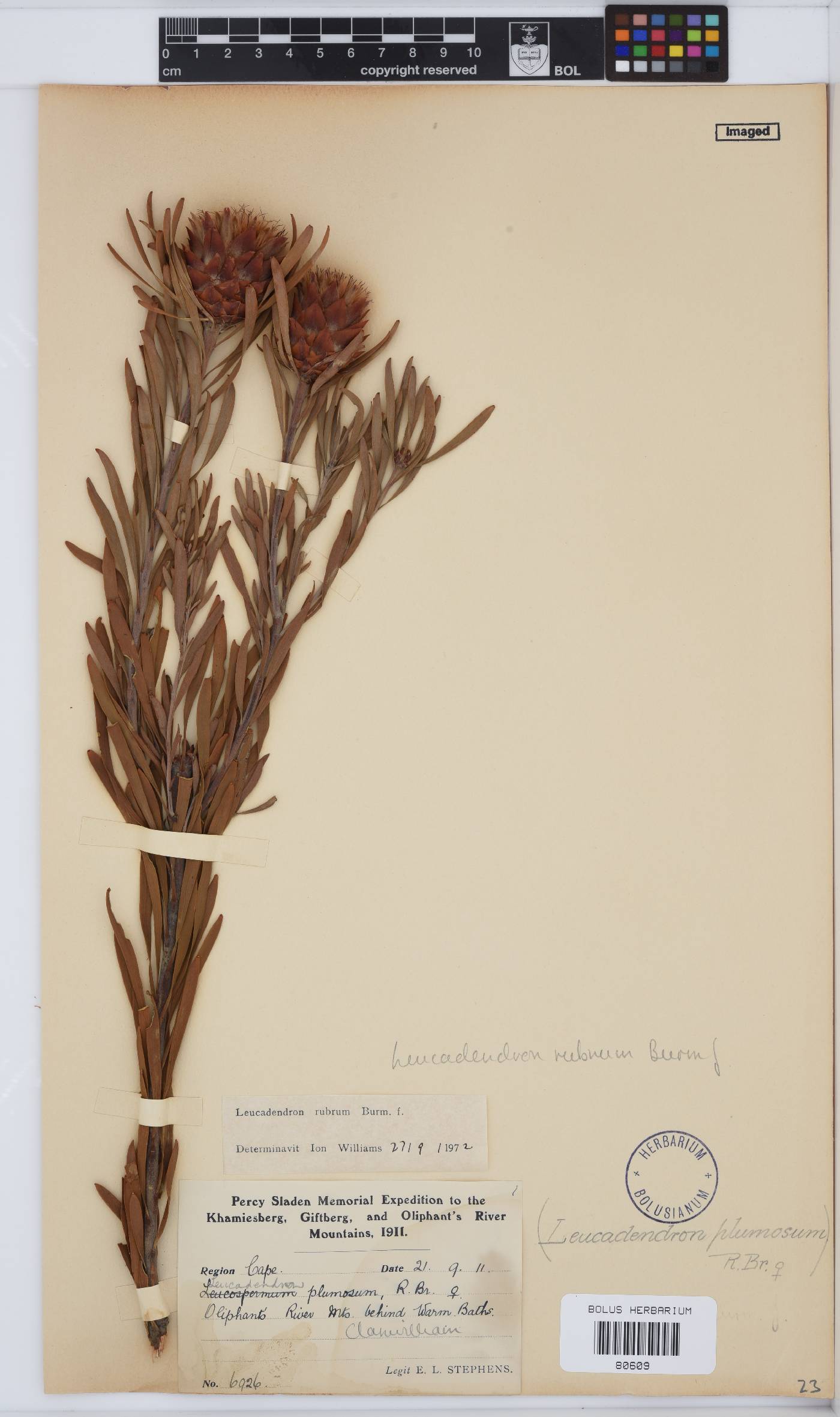 Leucadendron rubrum image