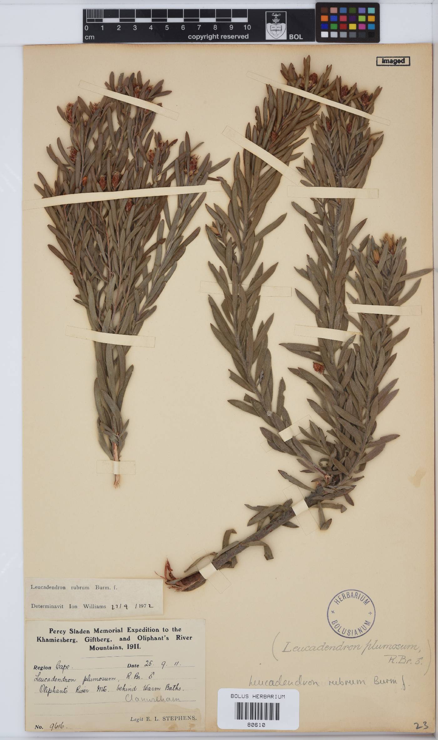 Leucadendron rubrum image