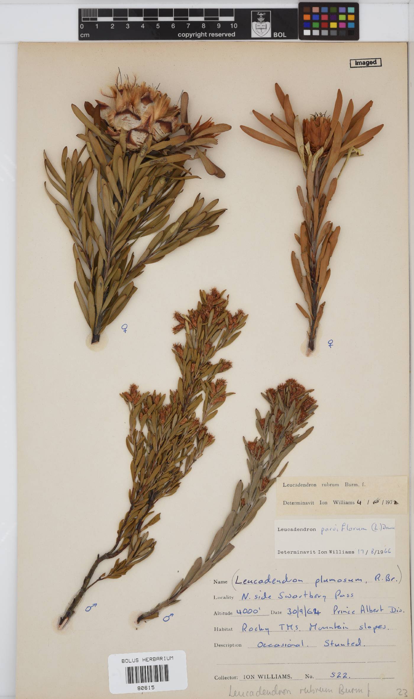 Leucadendron rubrum image