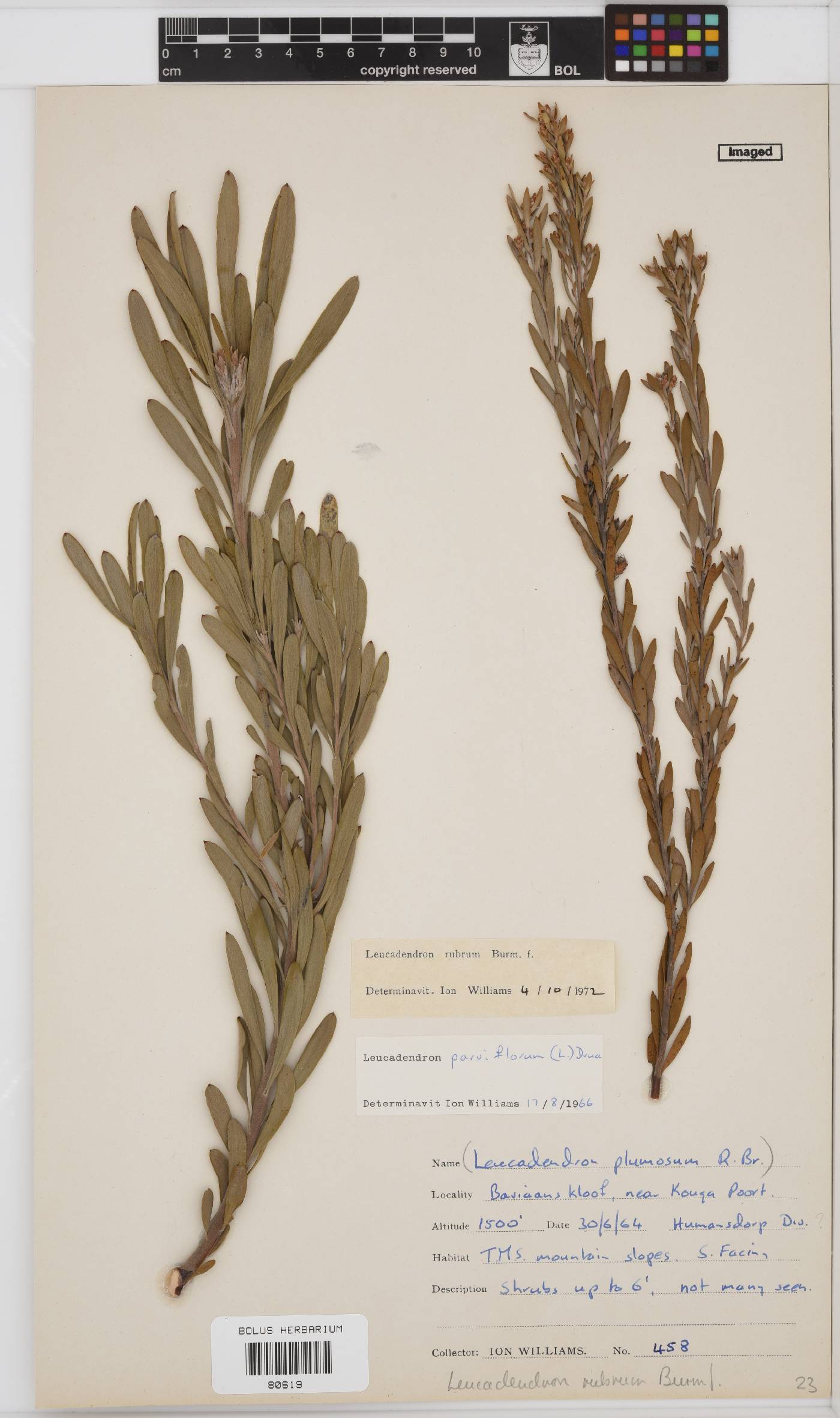 Leucadendron rubrum image