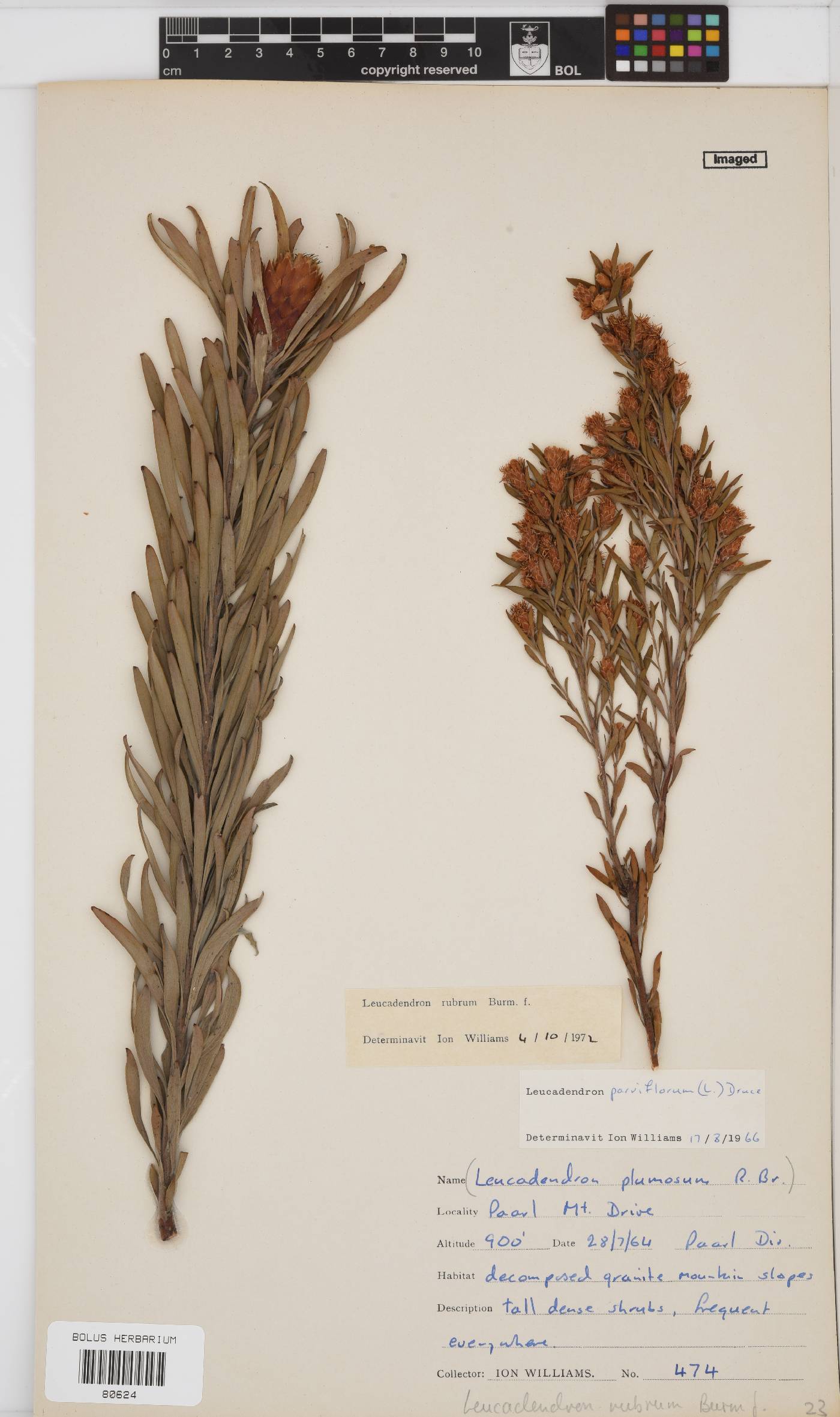 Leucadendron rubrum image