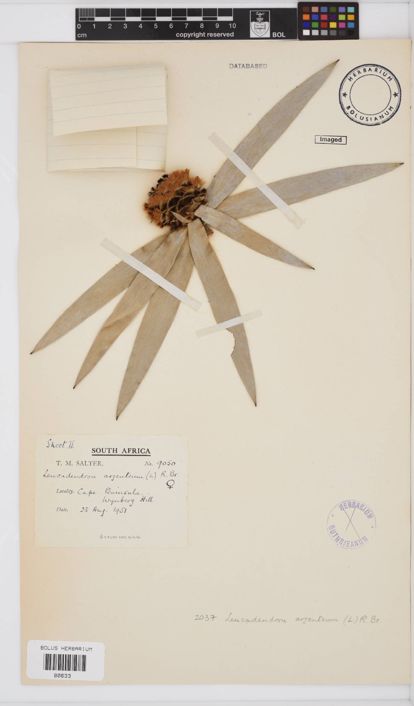 Leucadendron argenteum image