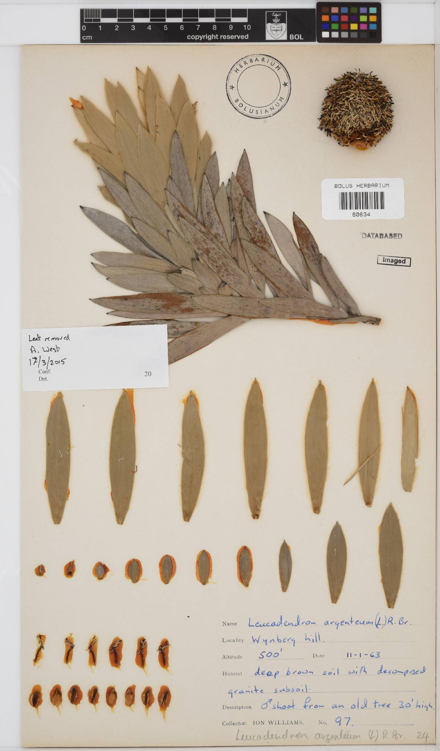 Leucadendron argenteum image