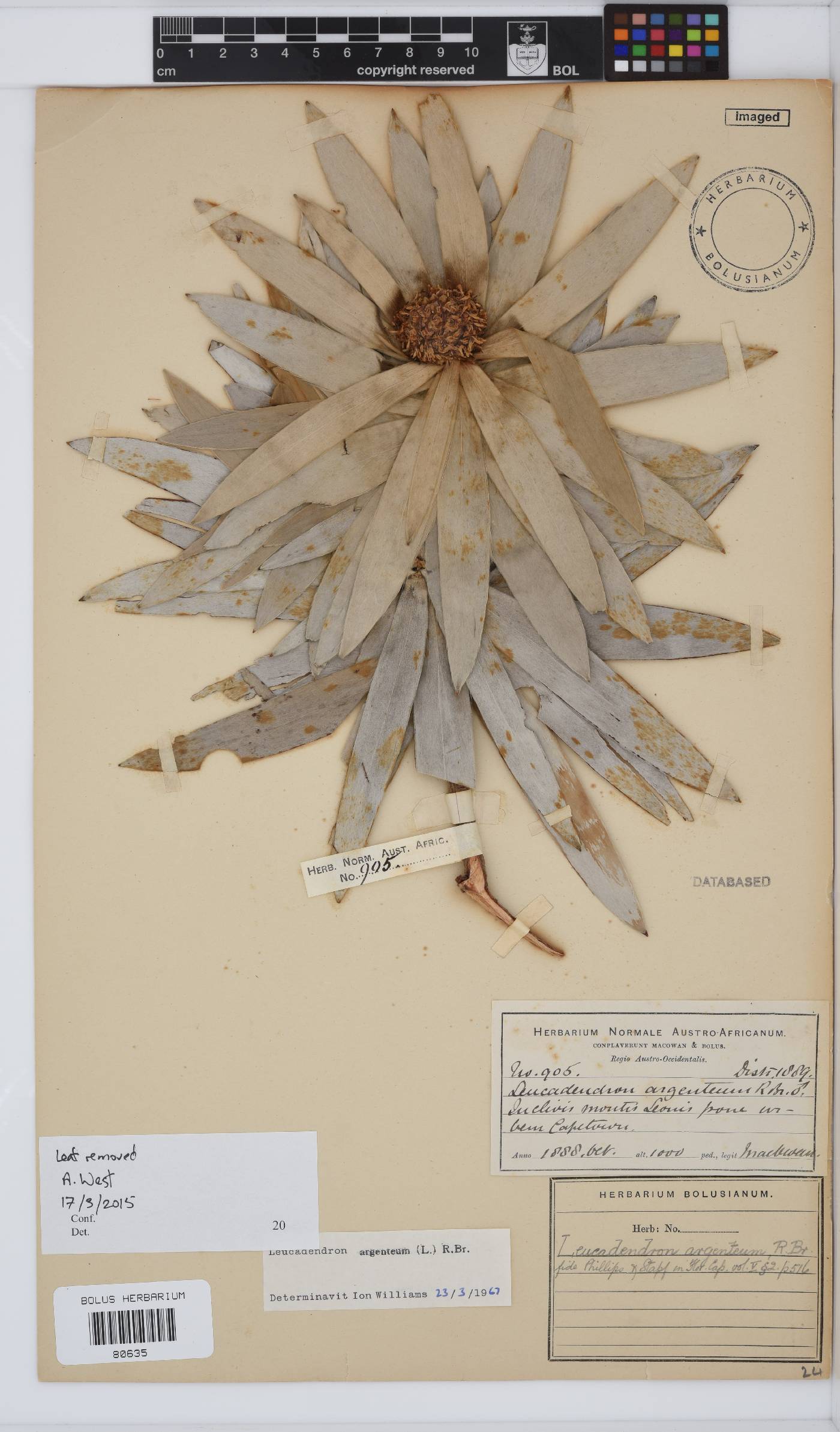 Leucadendron argenteum image