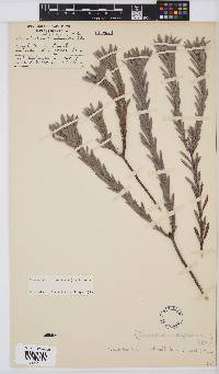 Leucadendron verticillatum image