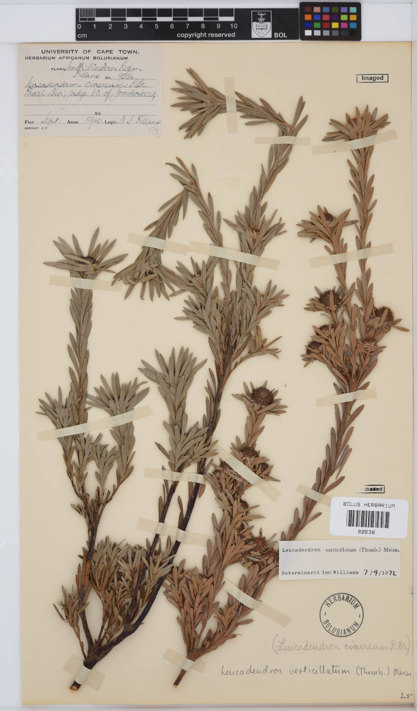 Leucadendron verticillatum image