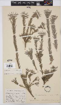 Leucadendron verticillatum image