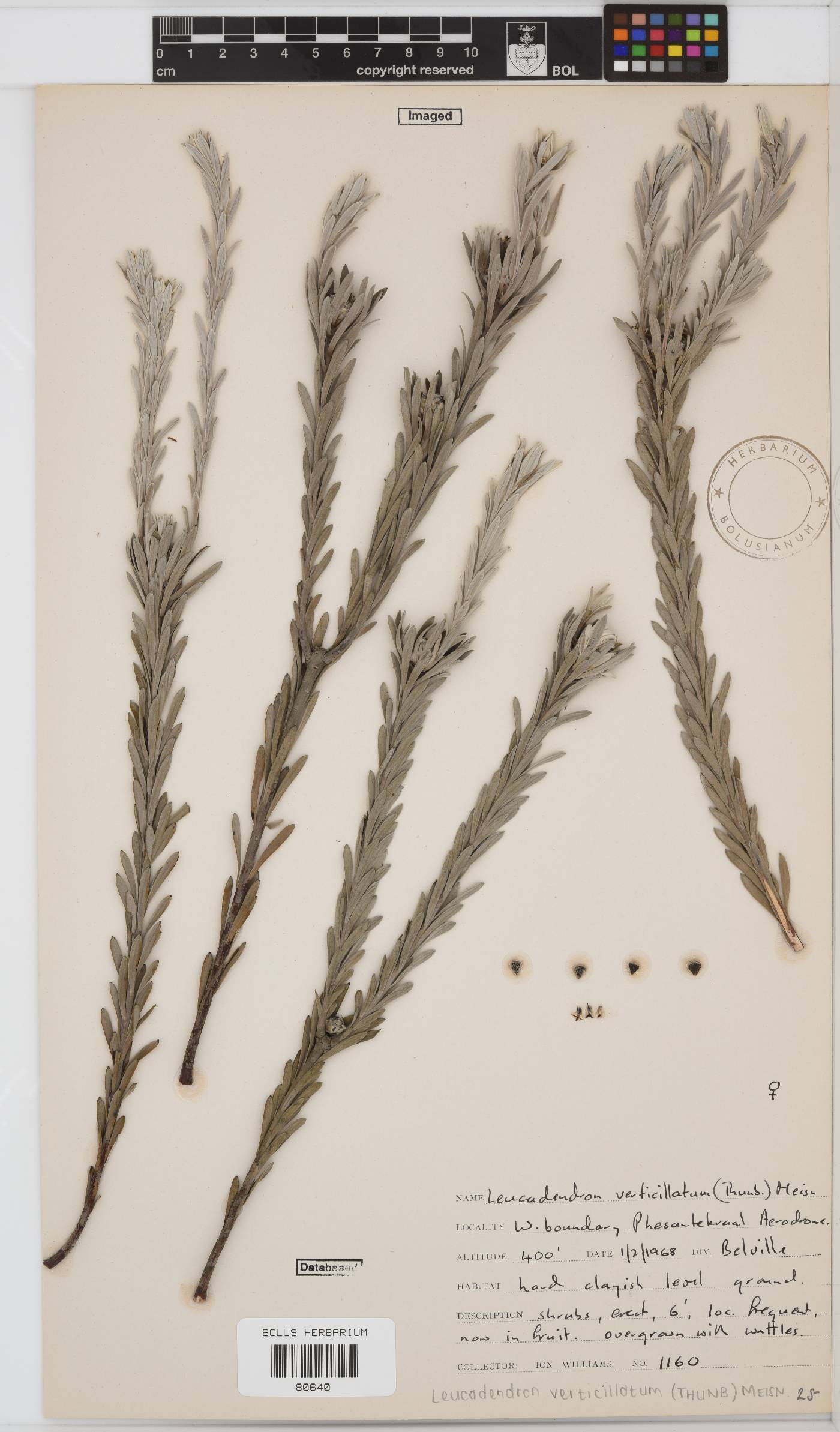 Leucadendron verticillatum image