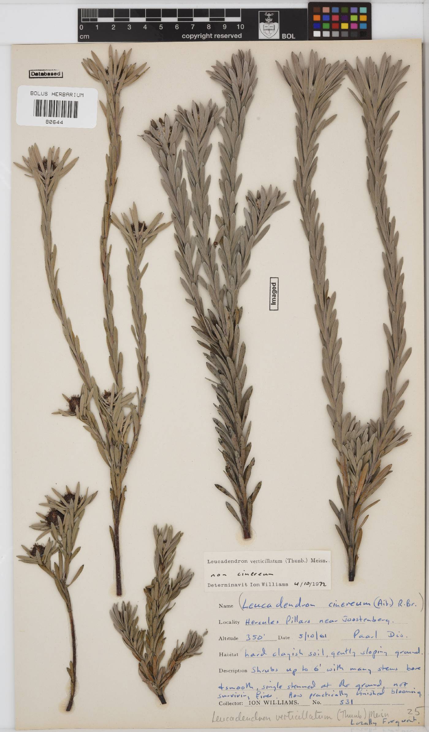 Leucadendron verticillatum image