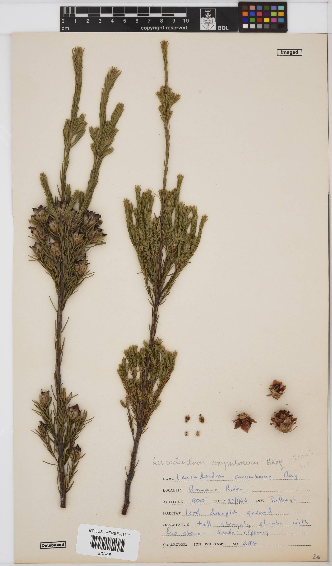 Leucadendron corymbosum image