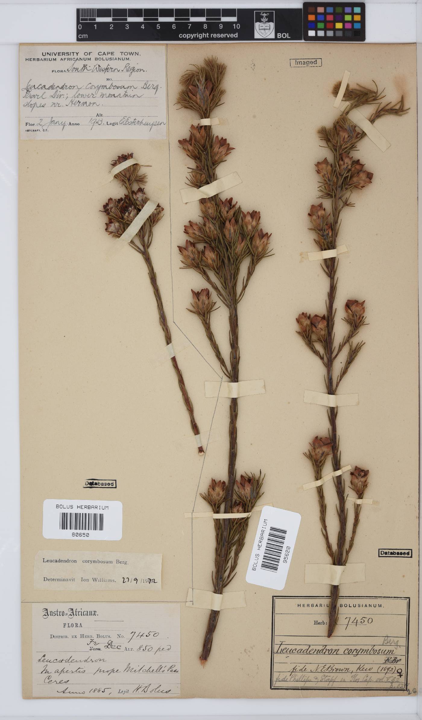 Leucadendron corymbosum image