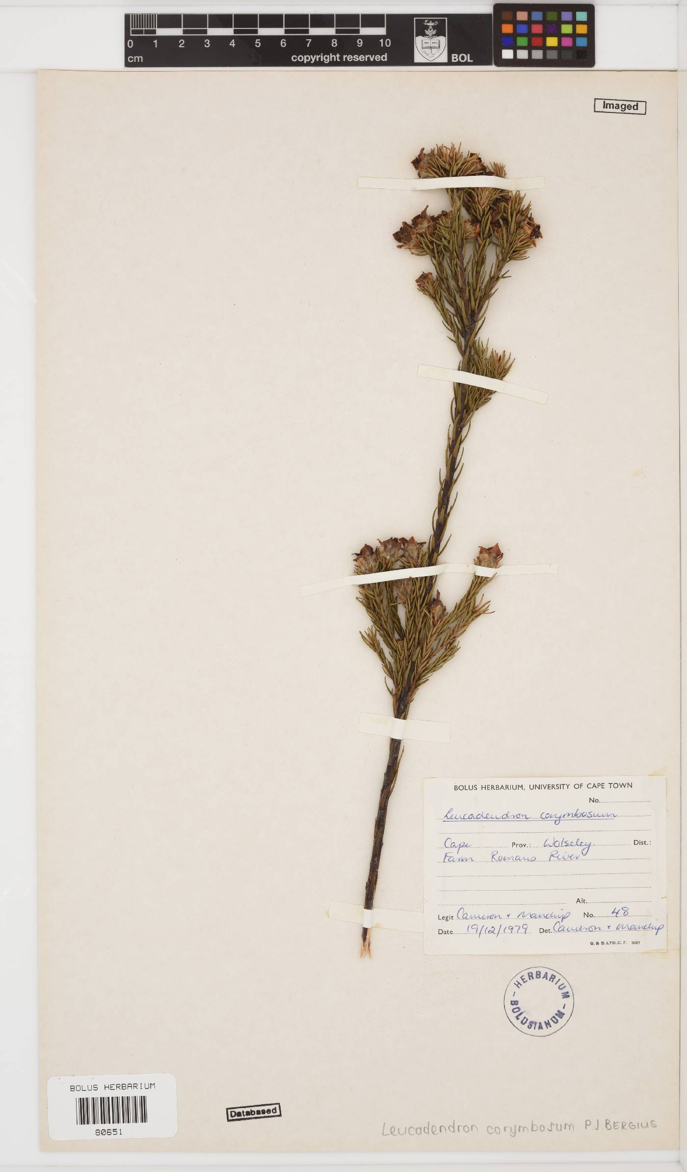 Leucadendron corymbosum image