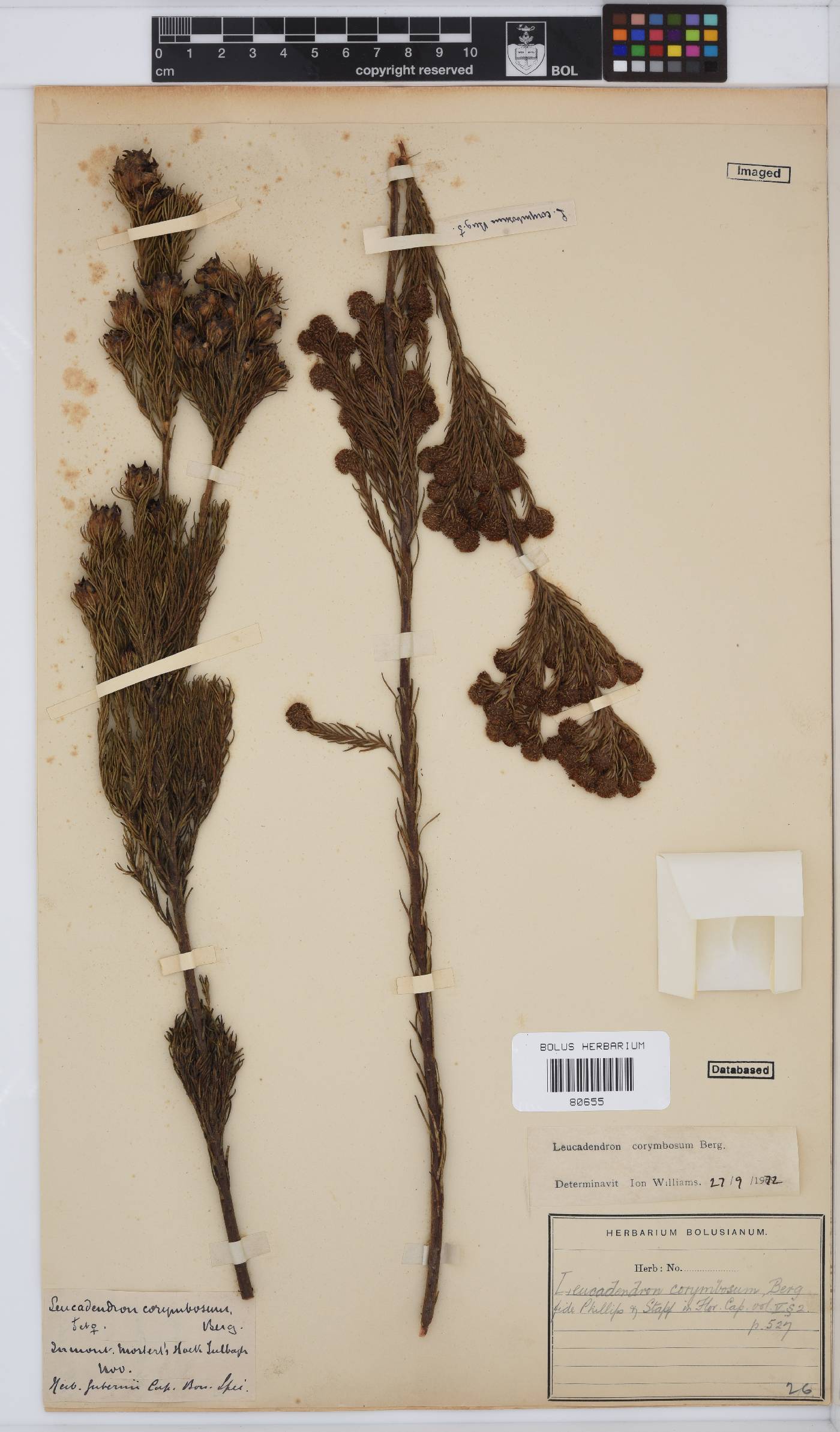 Leucadendron corymbosum image