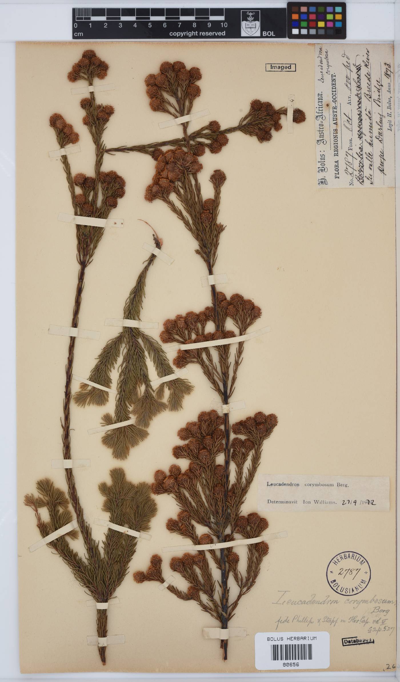 Leucadendron corymbosum image