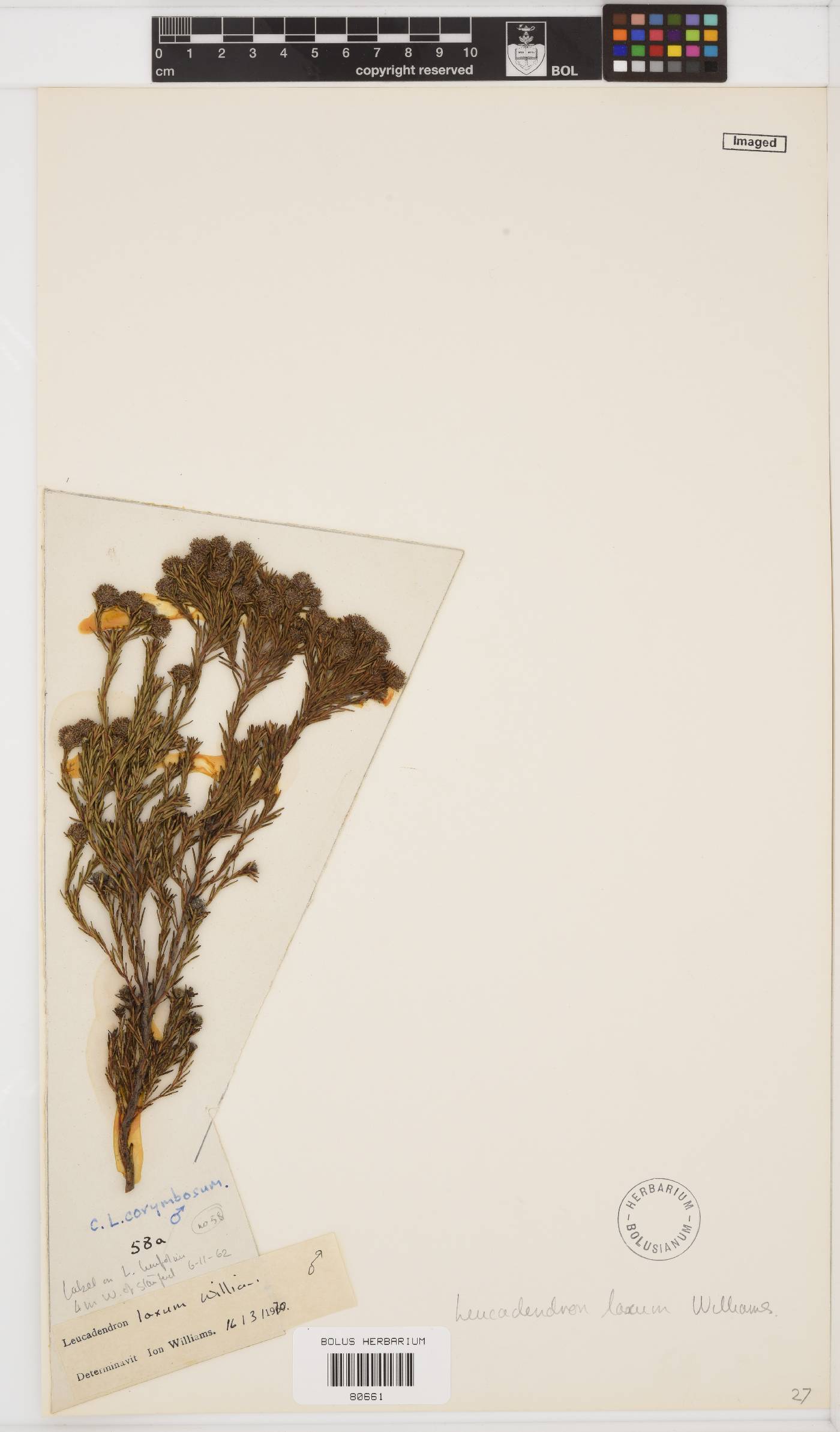 Leucadendron laxum image