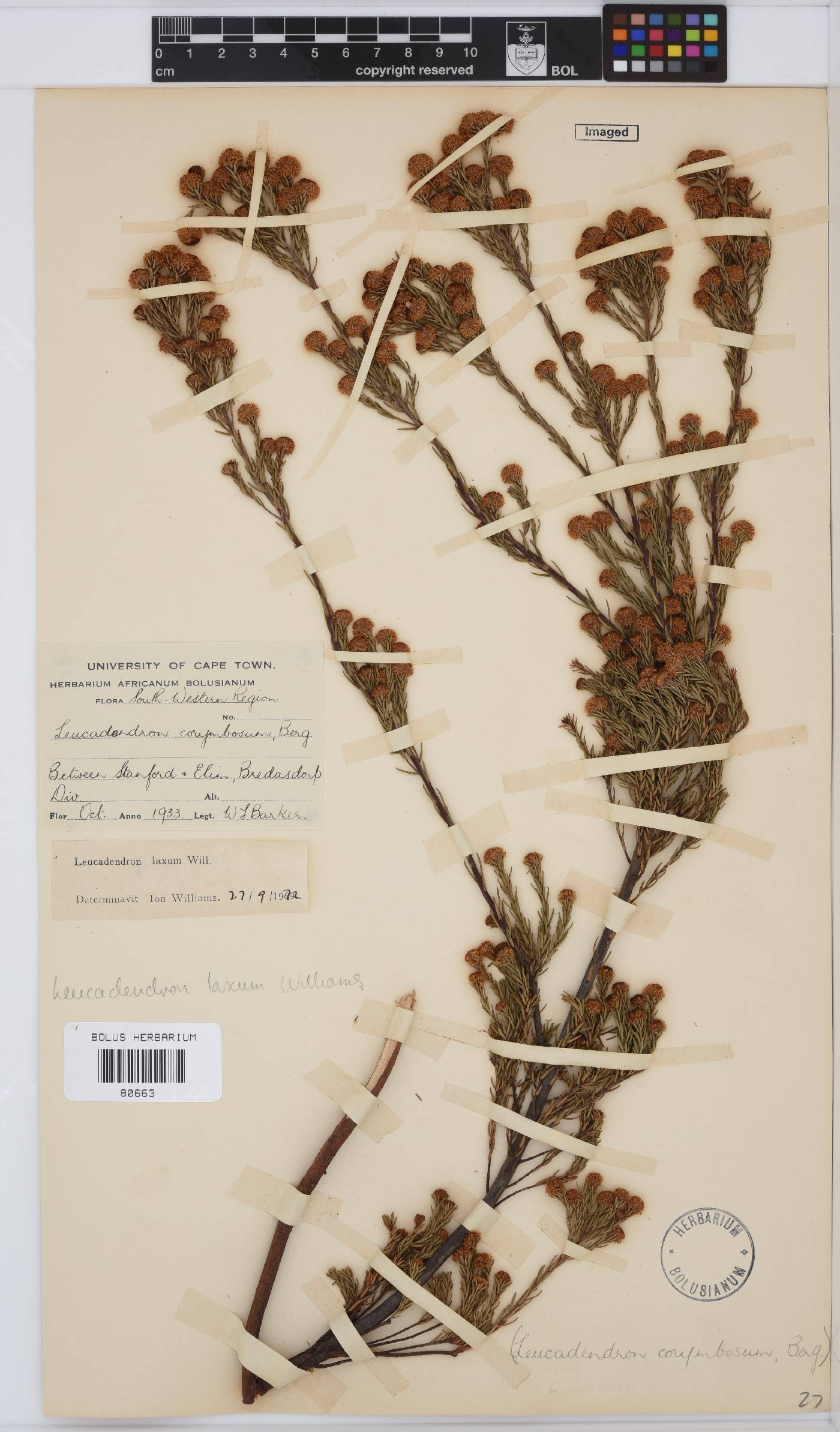 Leucadendron laxum image