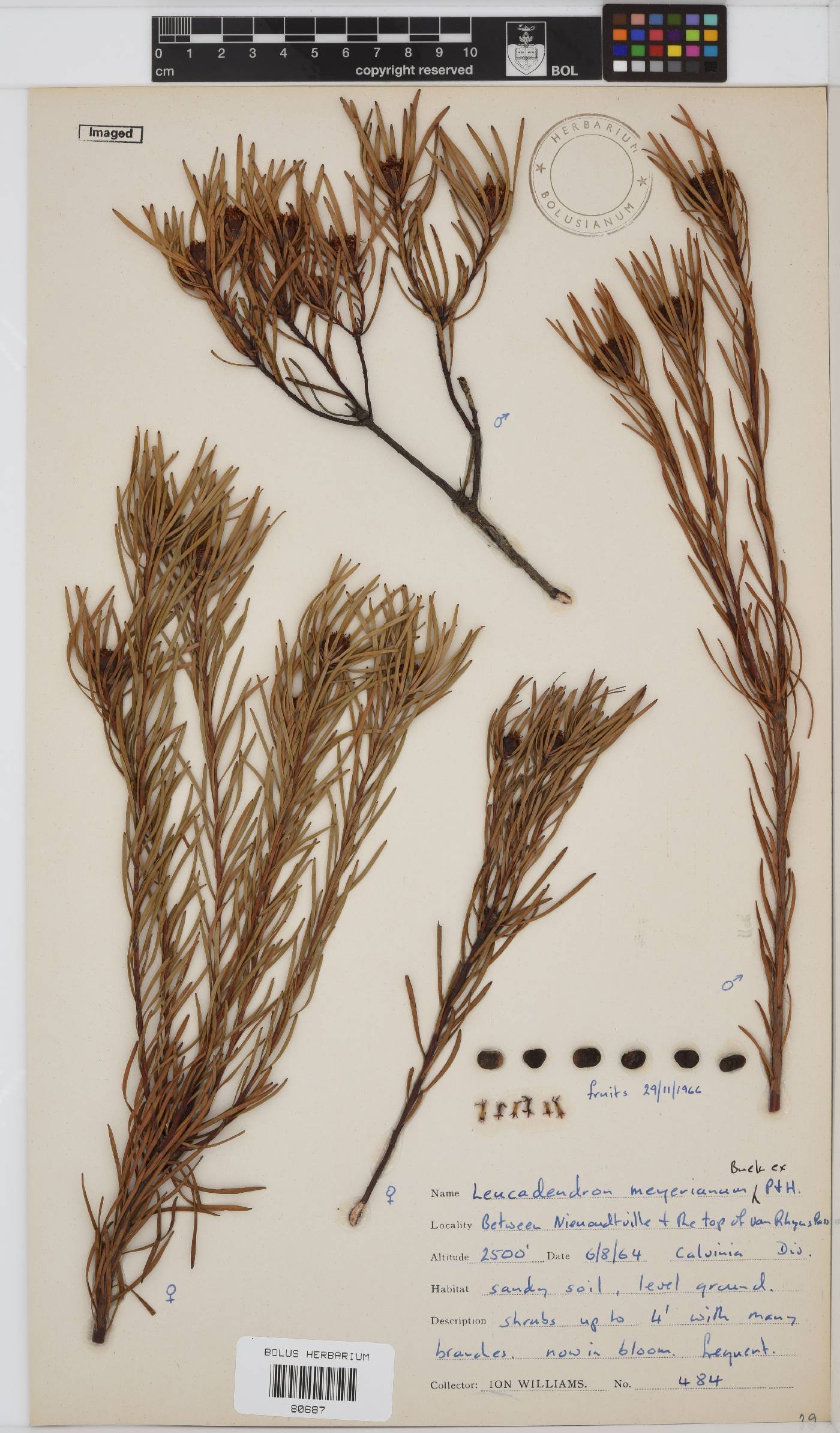 Leucadendron meyerianum image