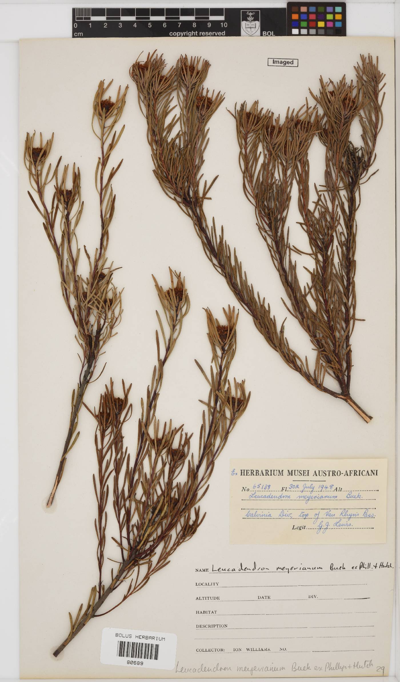 Leucadendron meyerianum image