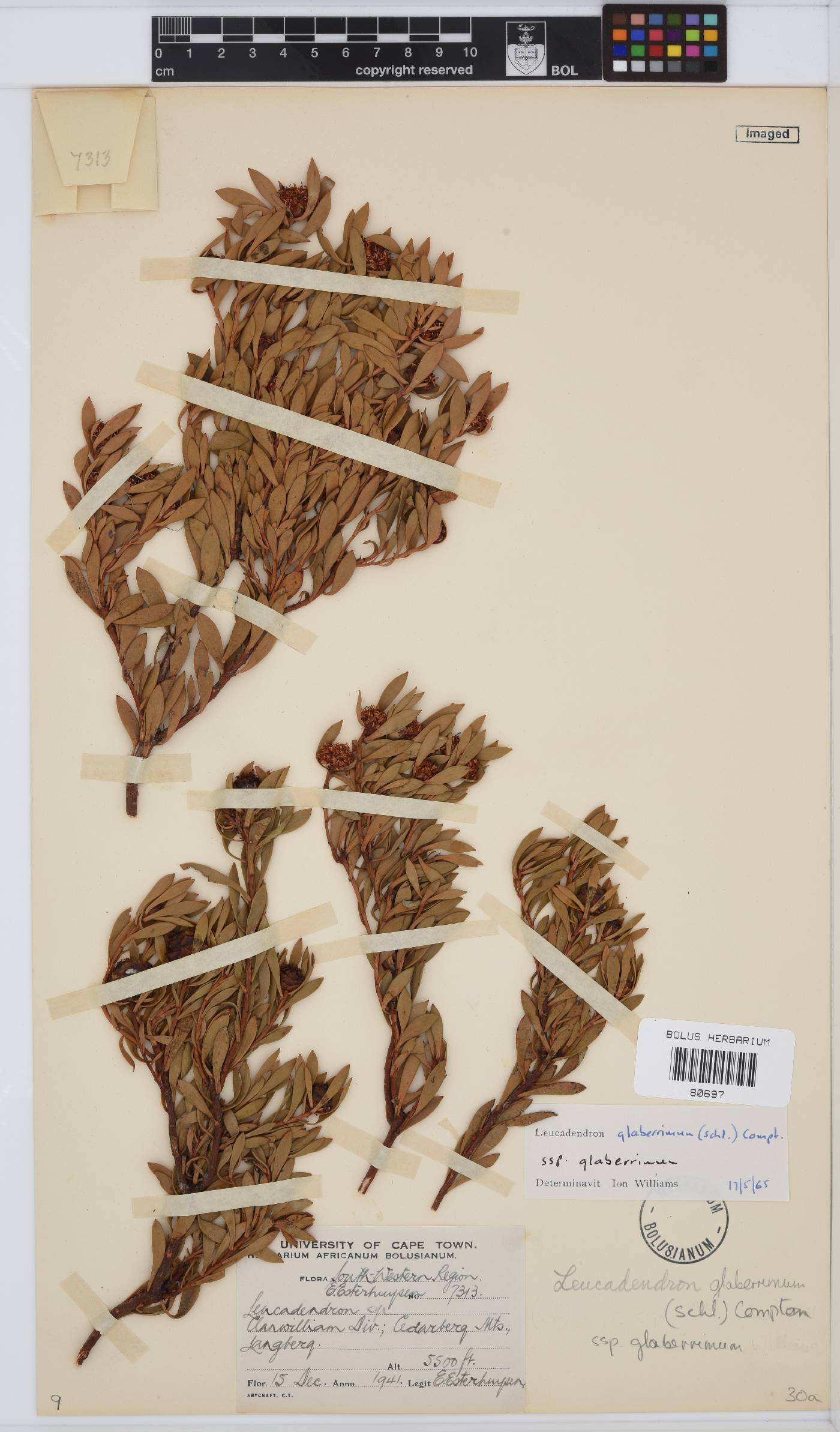 Leucadendron glaberrimum subsp. glaberrimum image