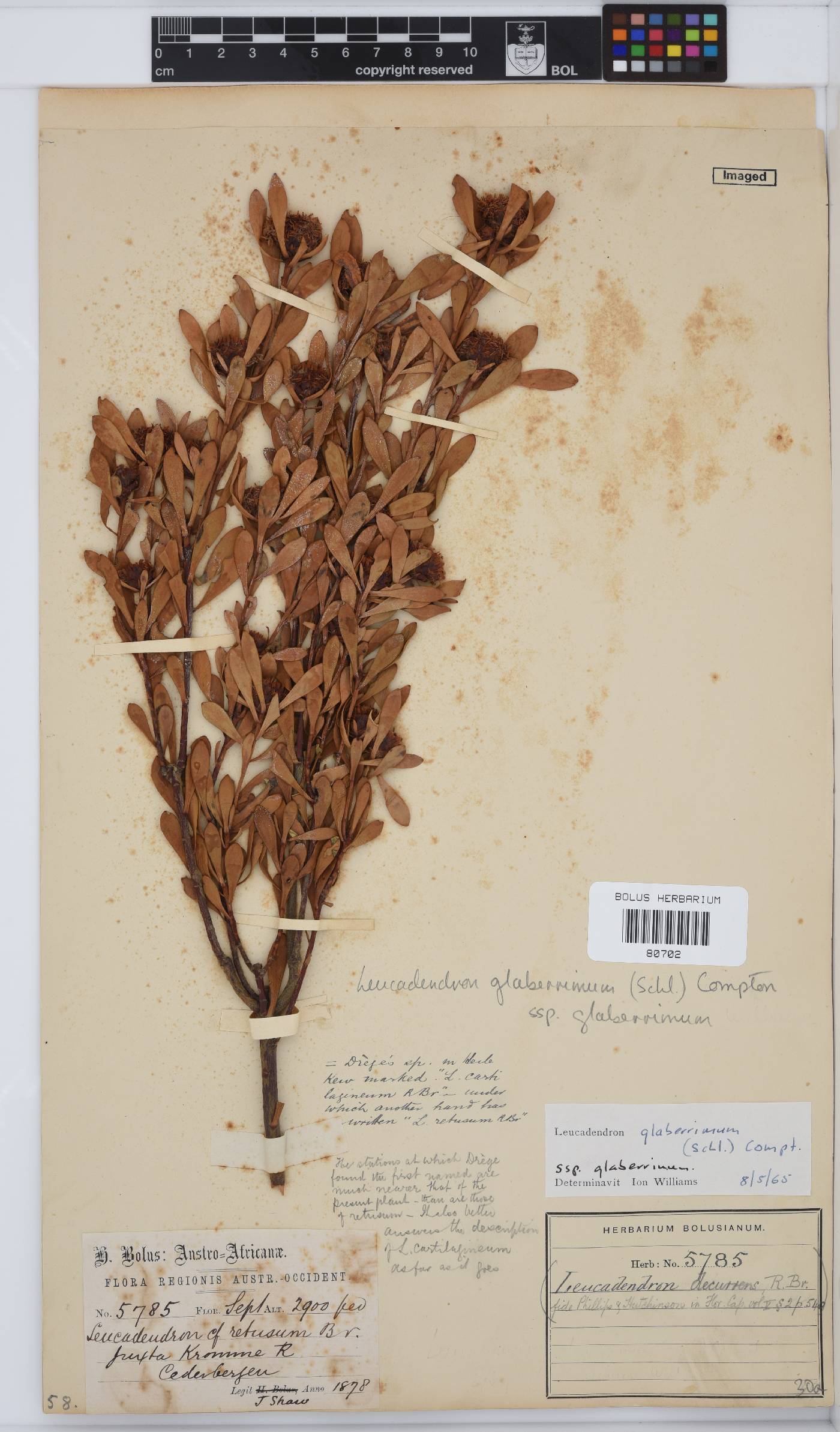 Leucadendron glaberrimum image