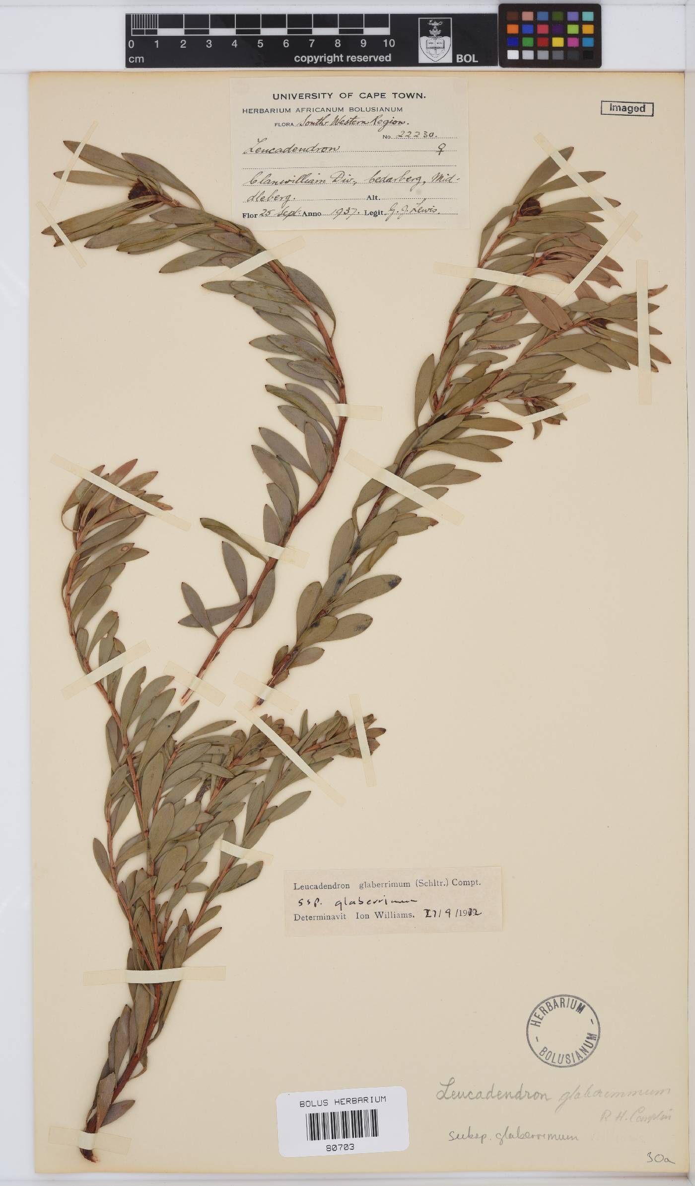 Leucadendron glaberrimum image