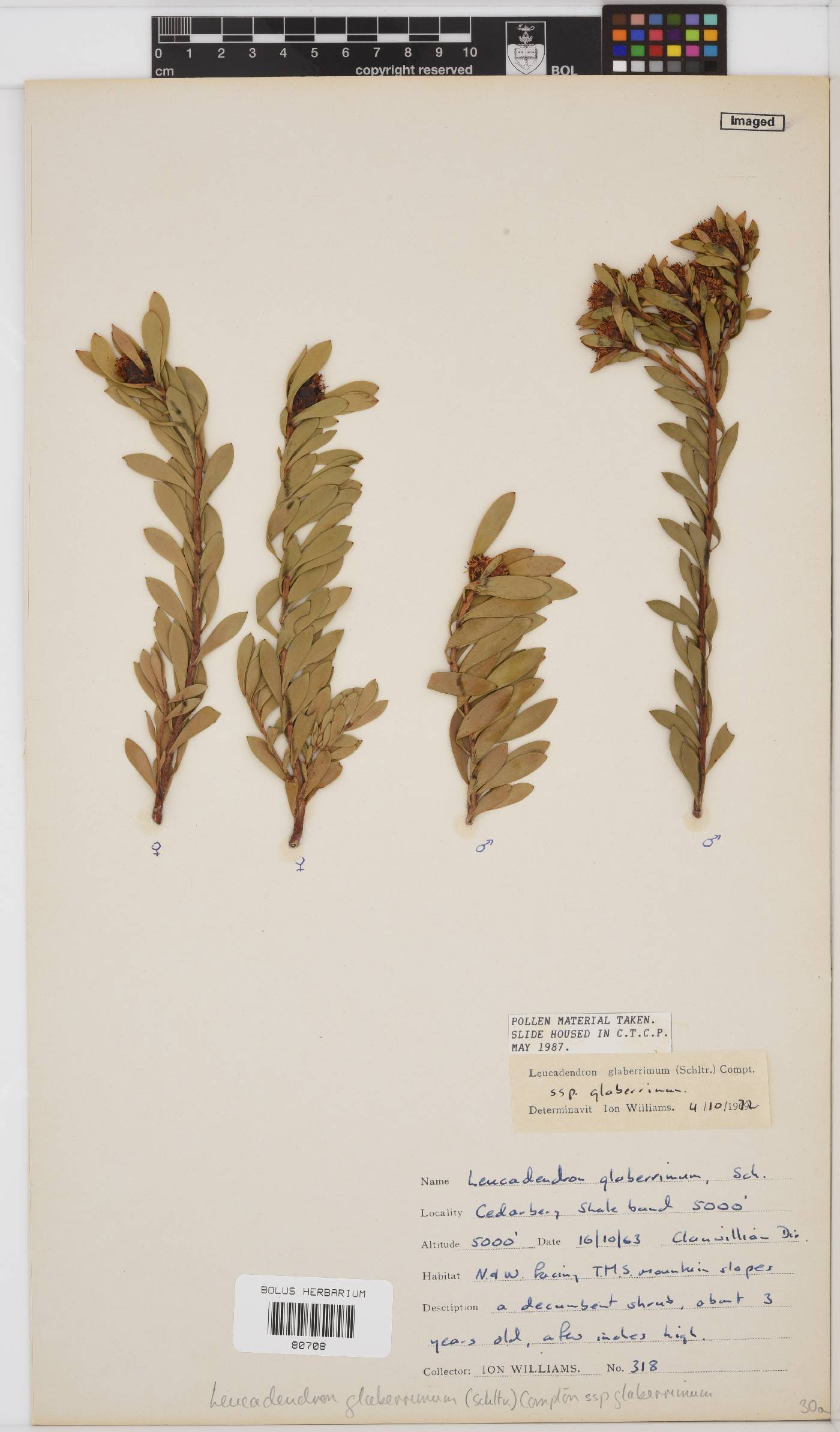 Leucadendron glaberrimum subsp. glaberrimum image