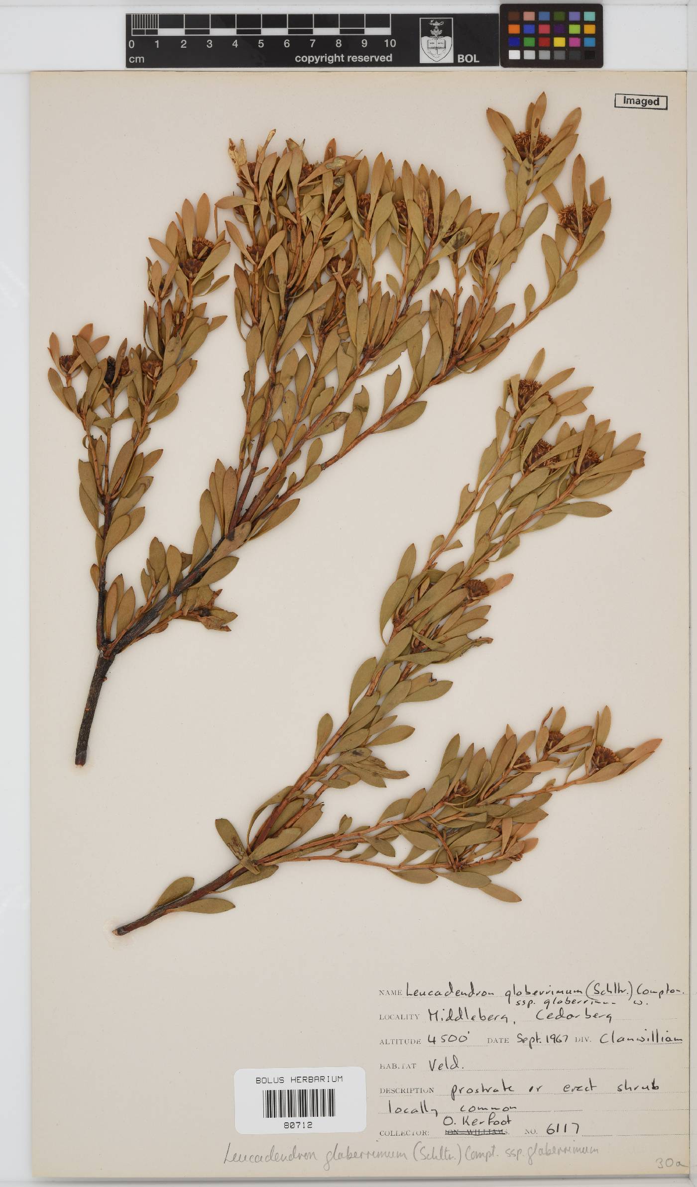Leucadendron glaberrimum subsp. glaberrimum image