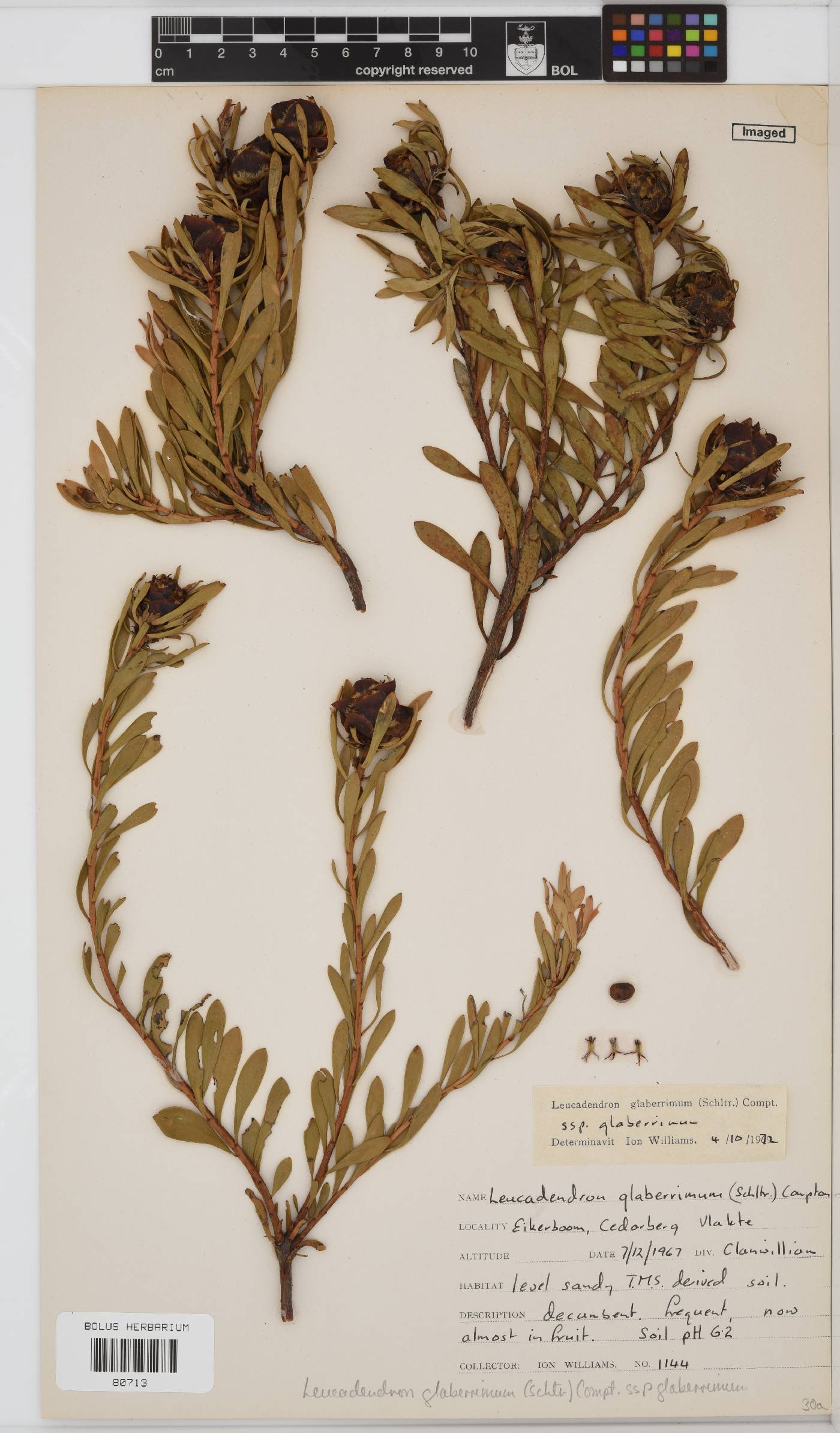 Leucadendron glaberrimum subsp. glaberrimum image