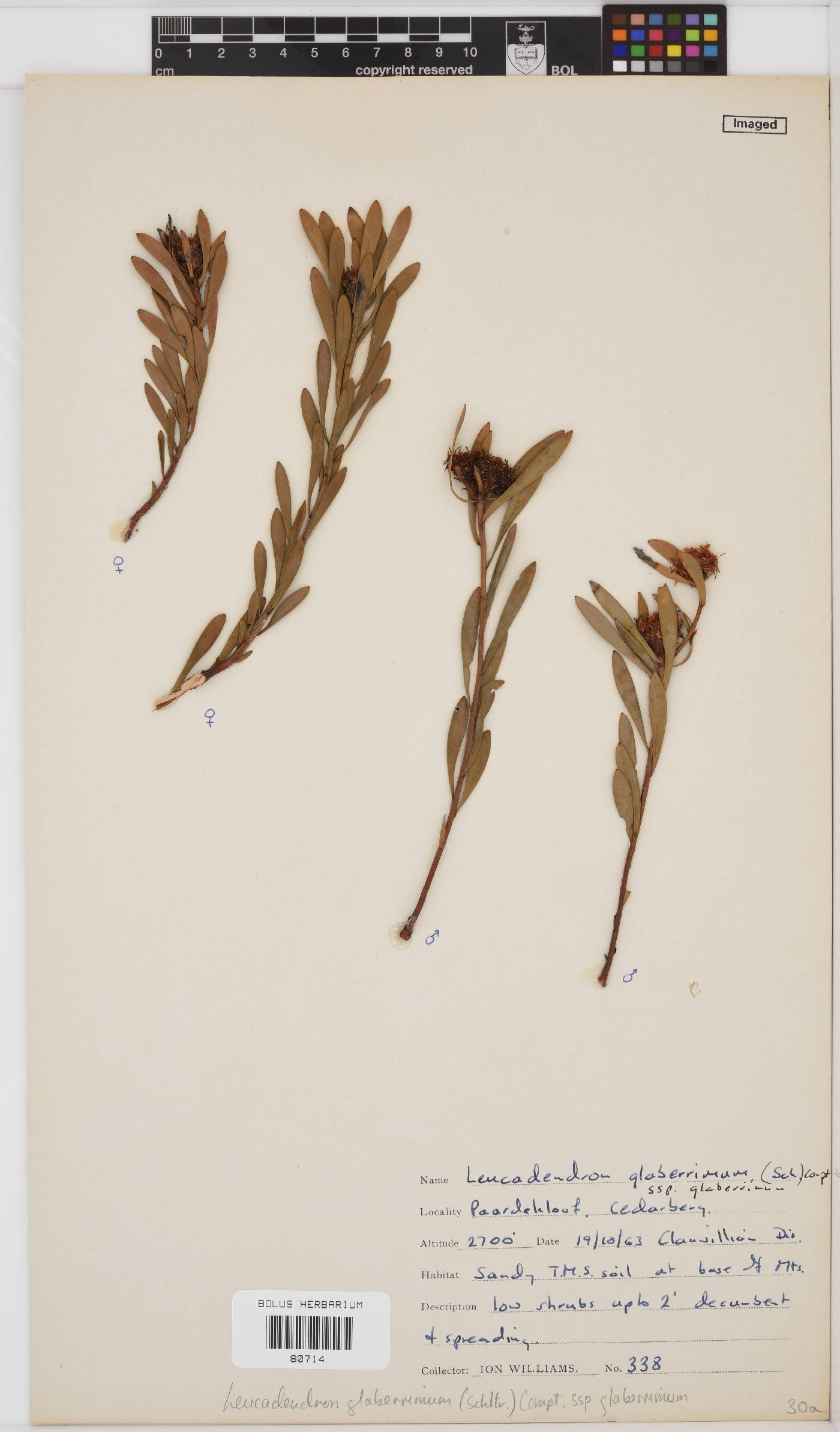 Leucadendron glaberrimum subsp. glaberrimum image