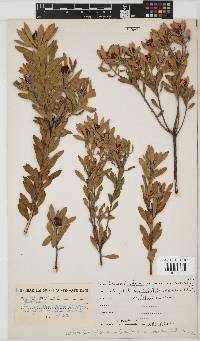 Leucadendron glaberrimum image