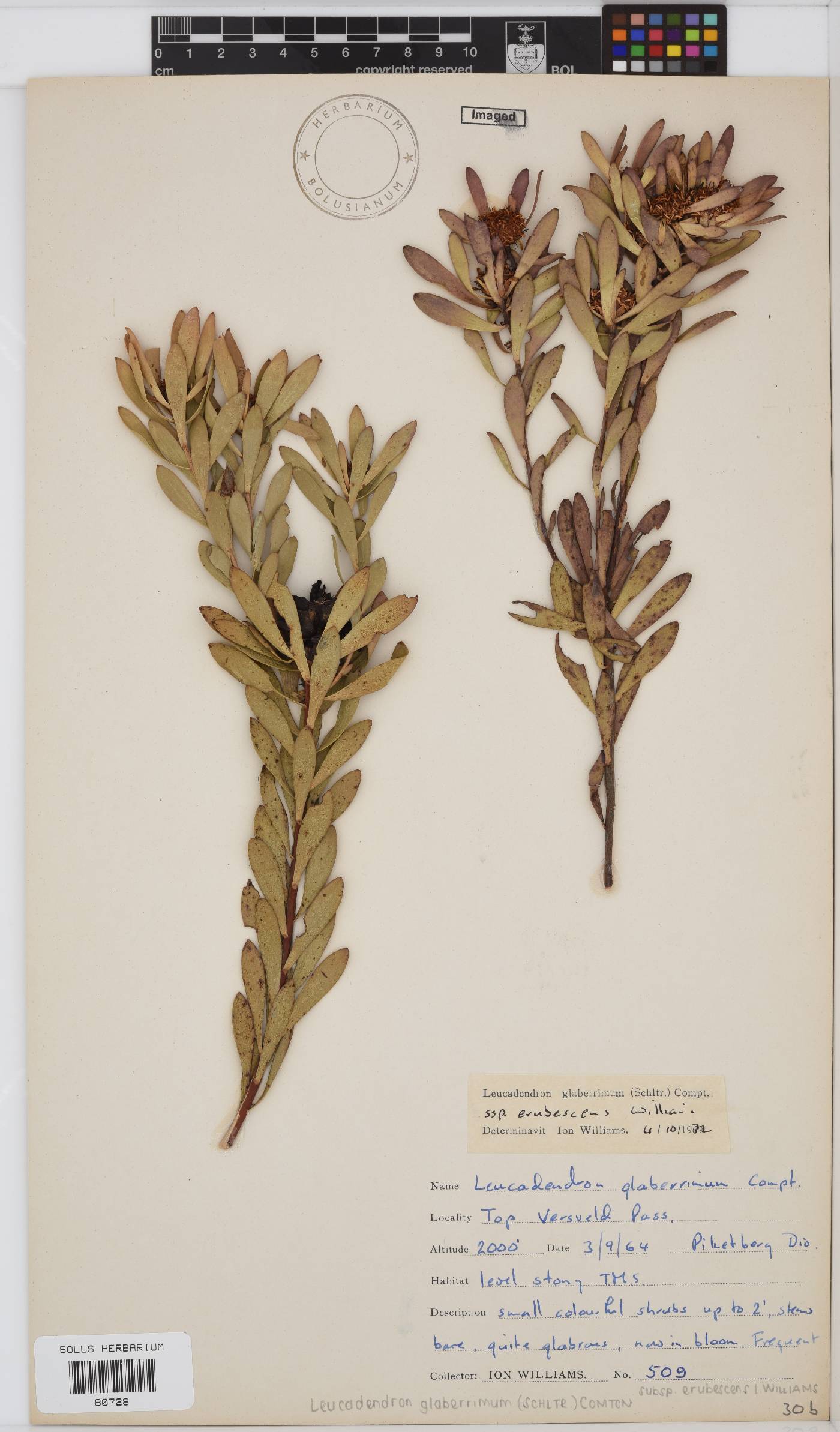 Leucadendron glaberrimum image