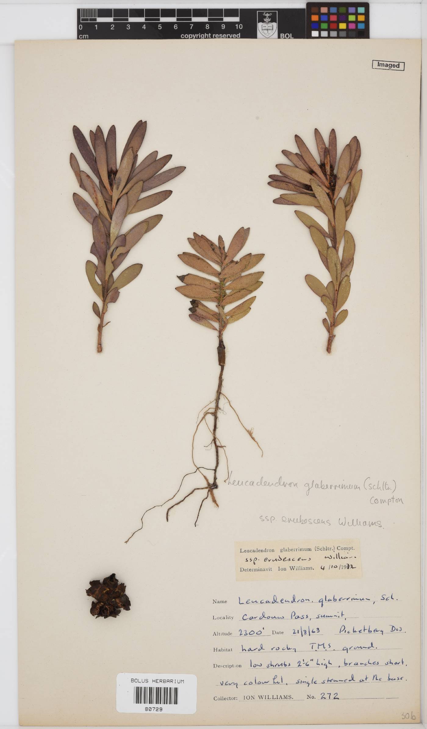 Leucadendron glaberrimum subsp. erubescens image
