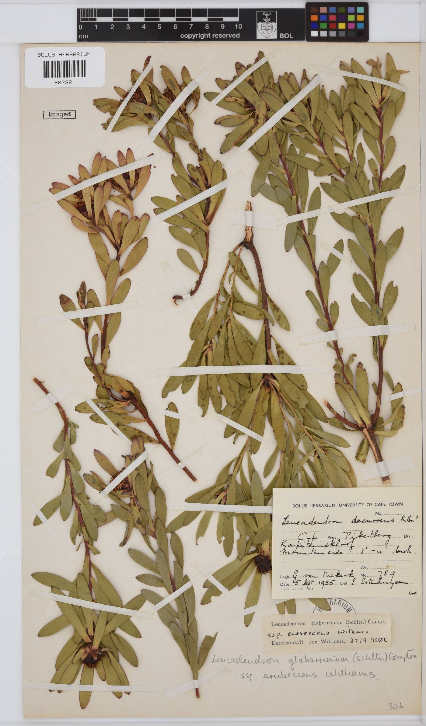 Leucadendron glaberrimum image