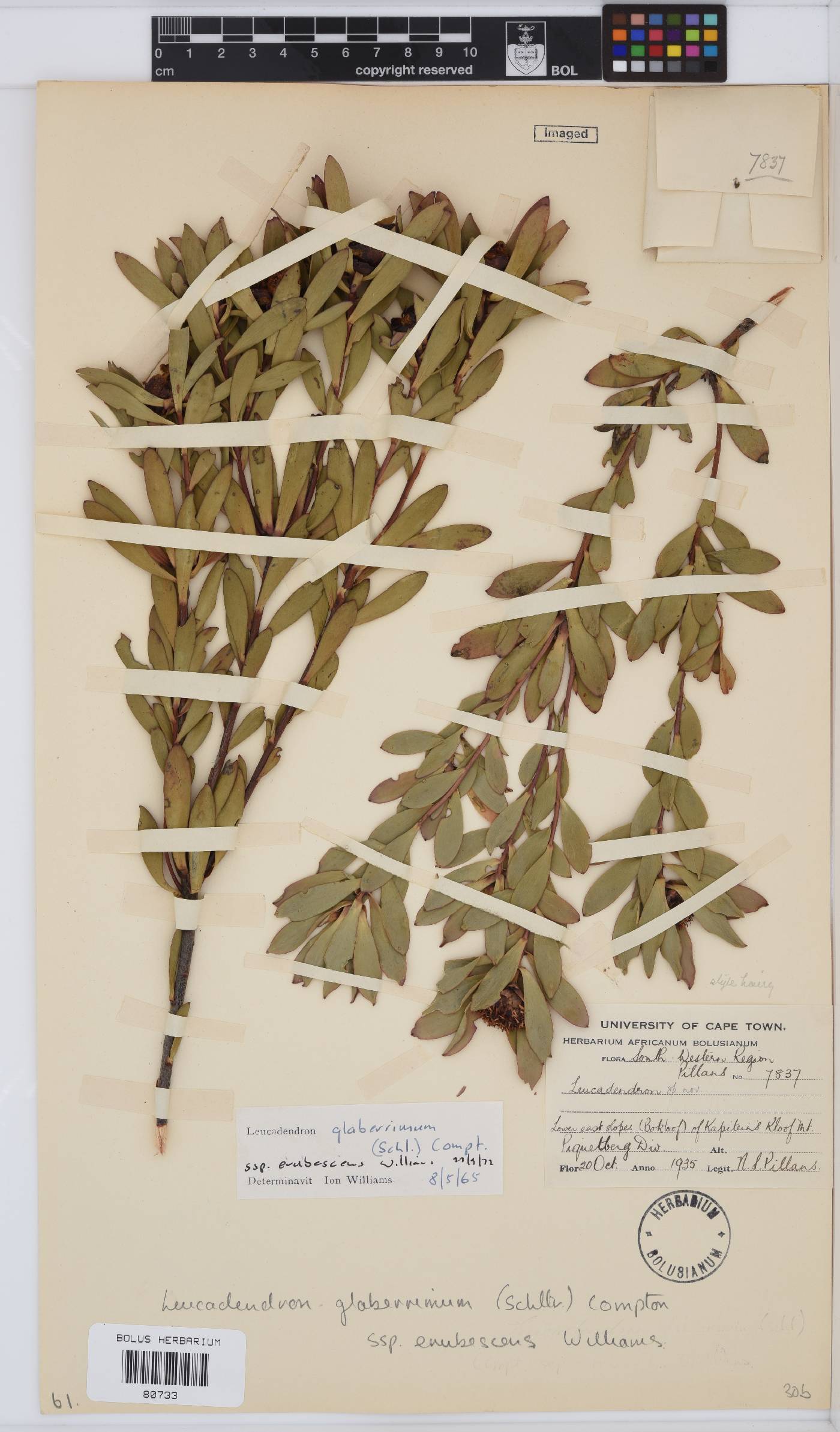 Leucadendron glaberrimum image
