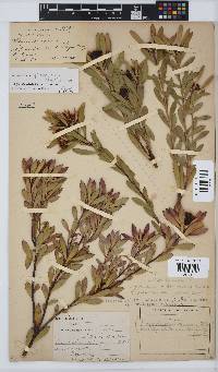 Leucadendron glaberrimum subsp. erubescens image