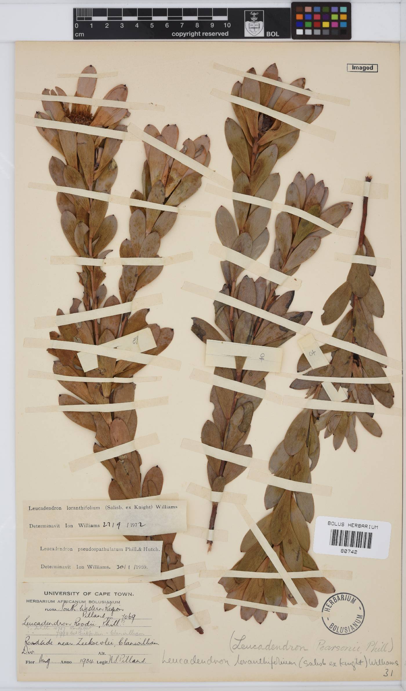 Leucadendron loranthifolium image