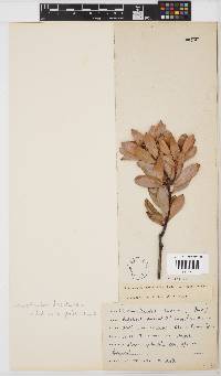 Leucadendron loranthifolium image