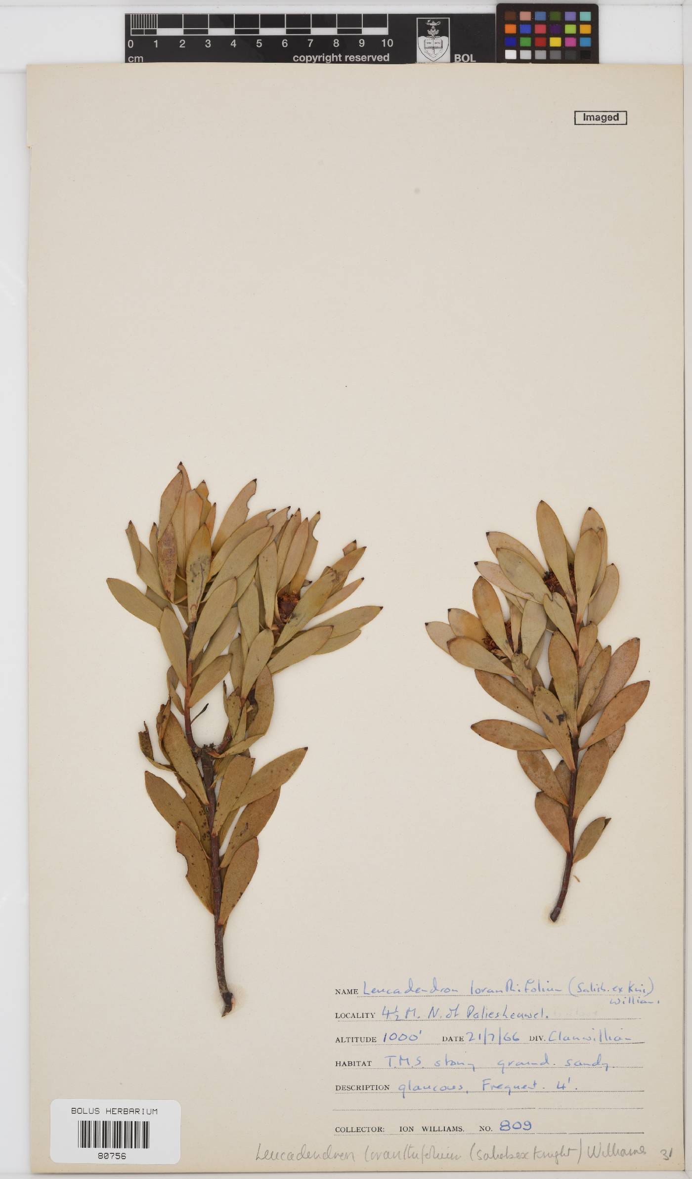 Leucadendron loranthifolium image