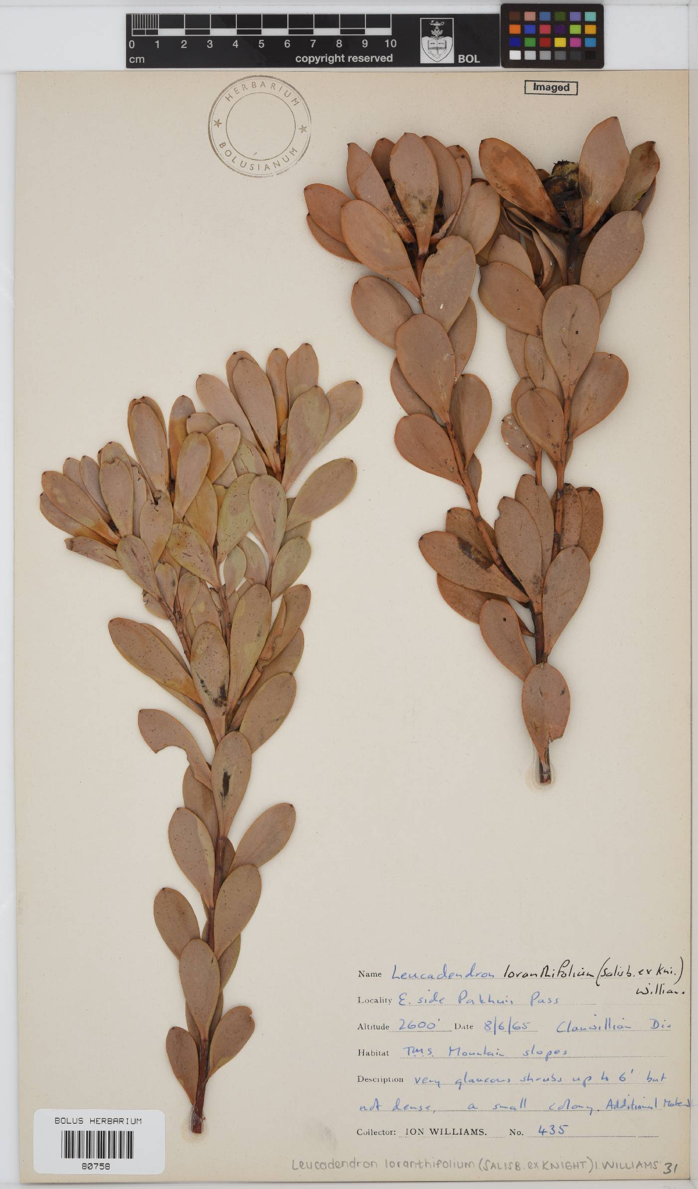 Leucadendron loranthifolium image