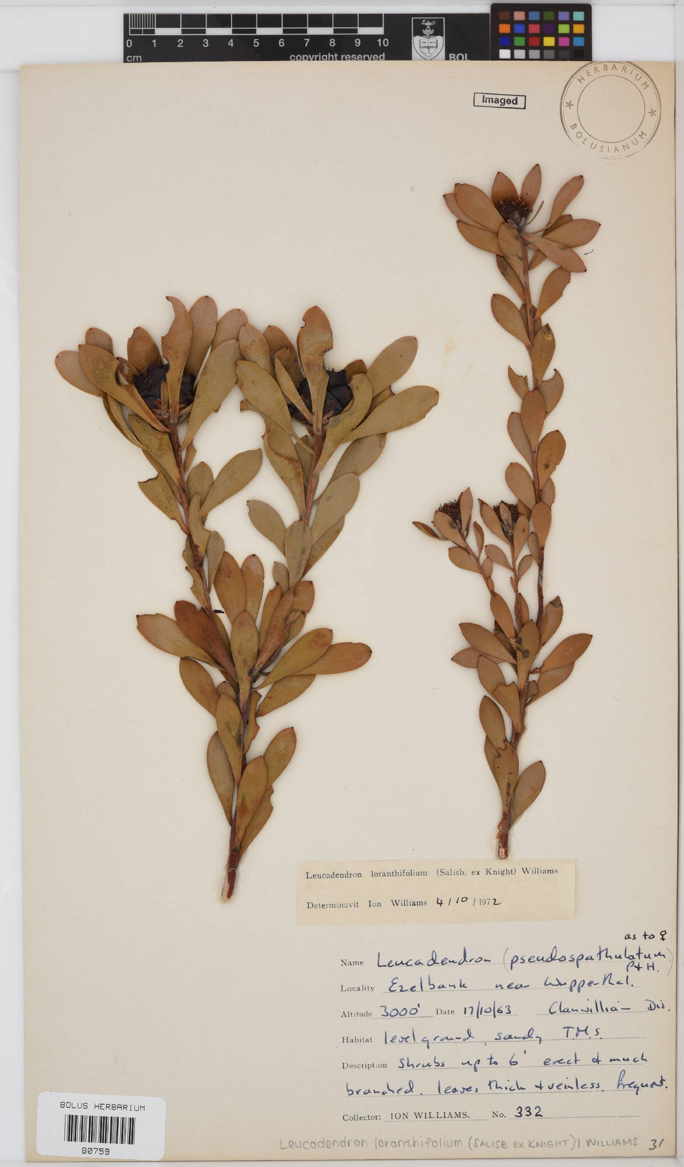 Leucadendron loranthifolium image