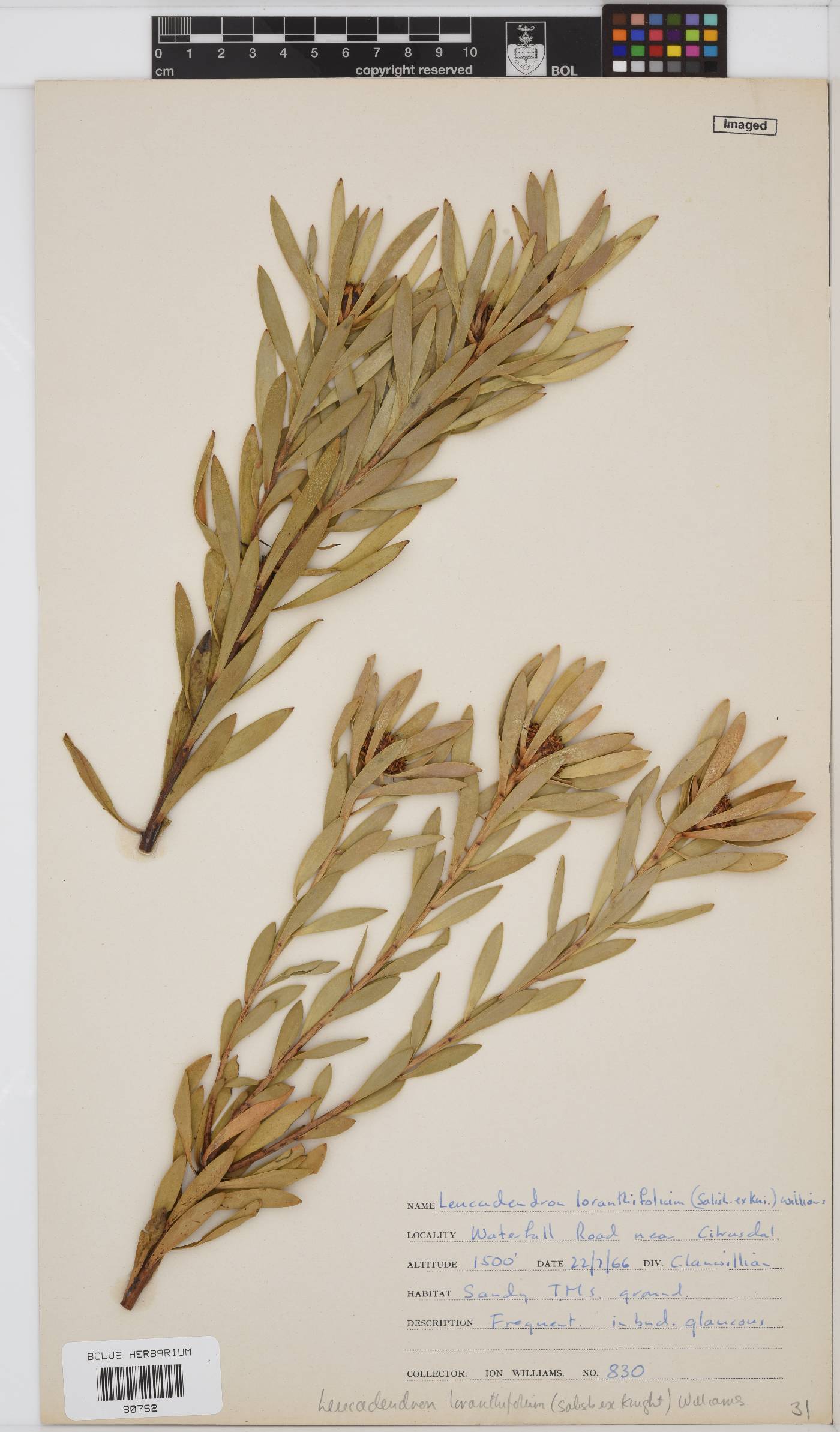 Leucadendron loranthifolium image
