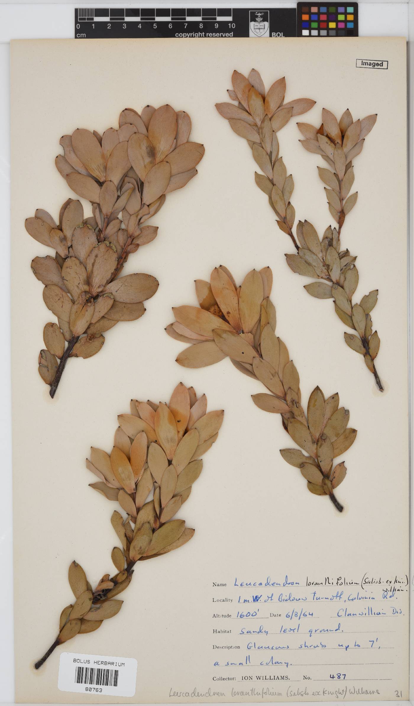 Leucadendron loranthifolium image