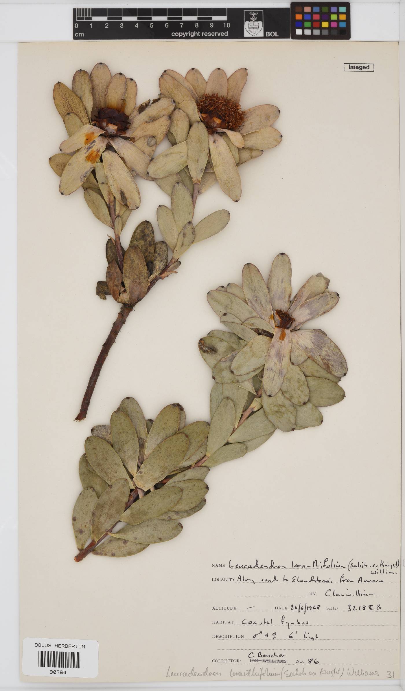Leucadendron loranthifolium image